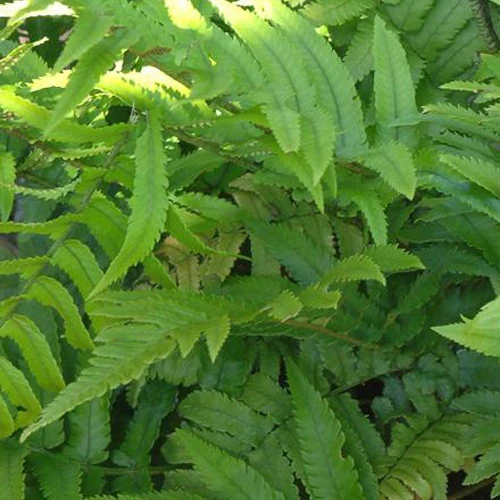 Cycadina Niervaren