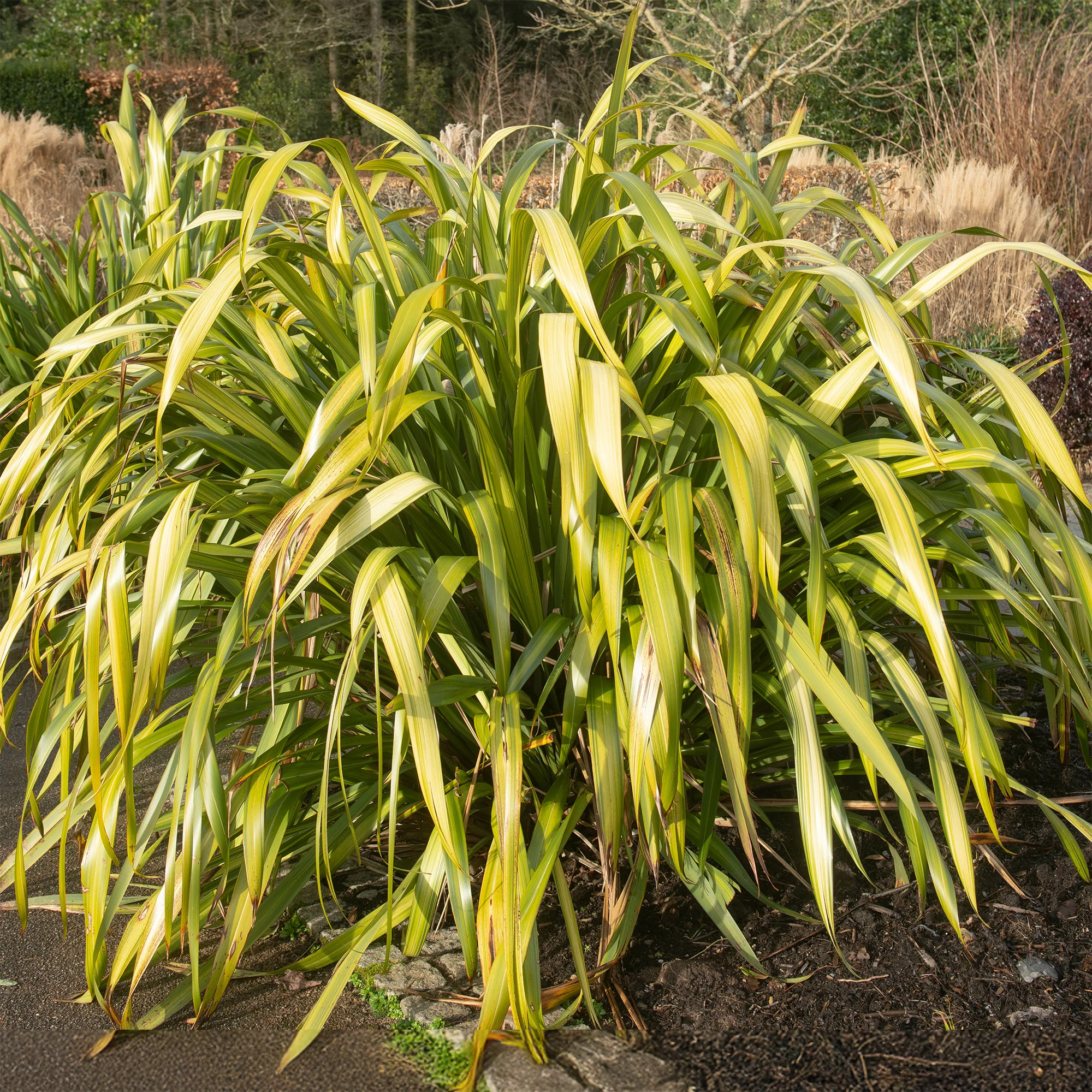 Nieuw-Zeelands vlas 'Yellow wave' - Image 2