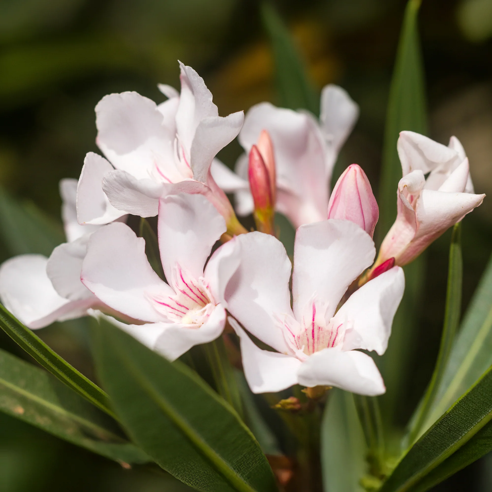 Oleander Harriet Newding