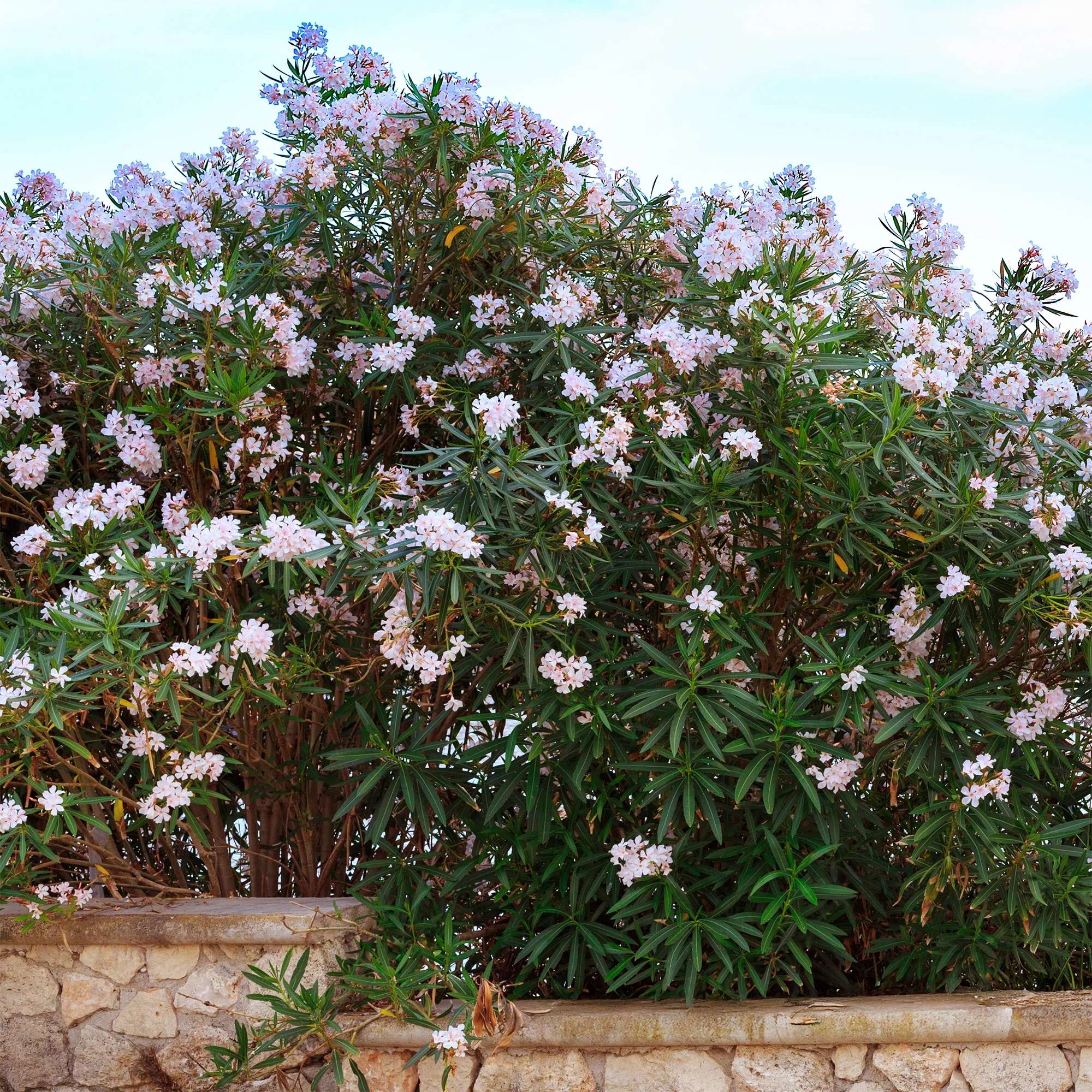 Oleander Harriet Newding - Image 2