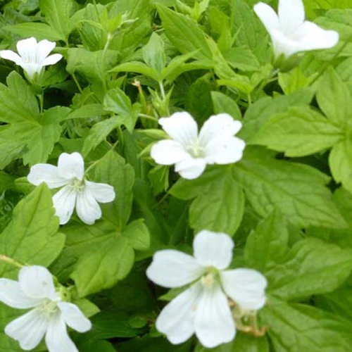Ooievaarsbek Silverwood