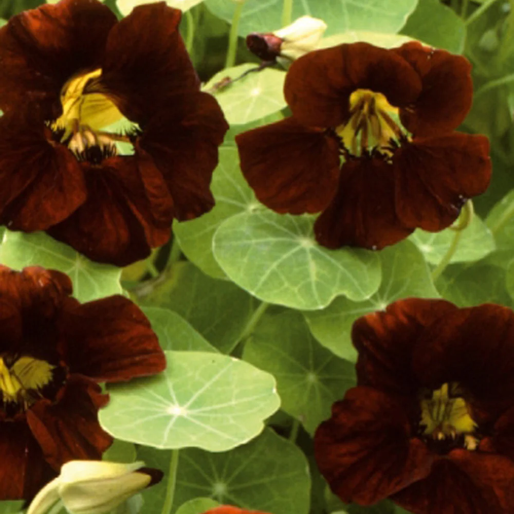 Oost-Indische kers 'Black Theodore'