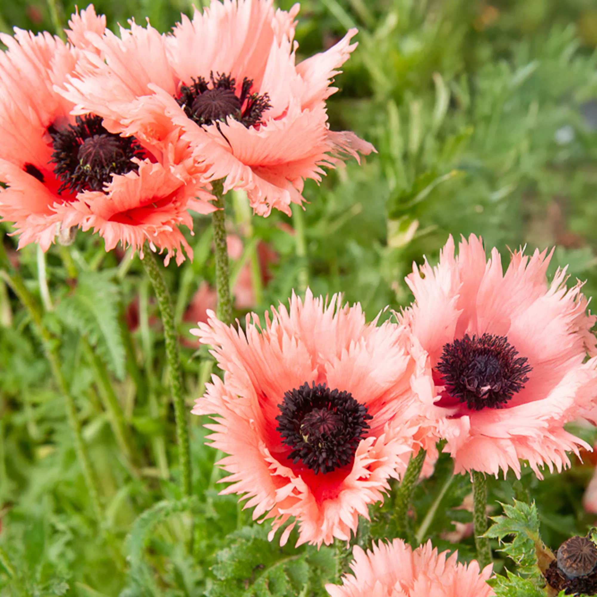 Oosterse klaproos Forncett Summer - Image 2