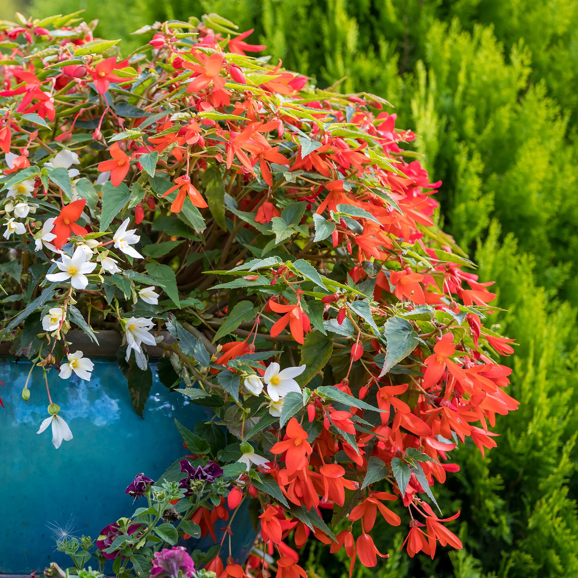 Oranje hangbegonia