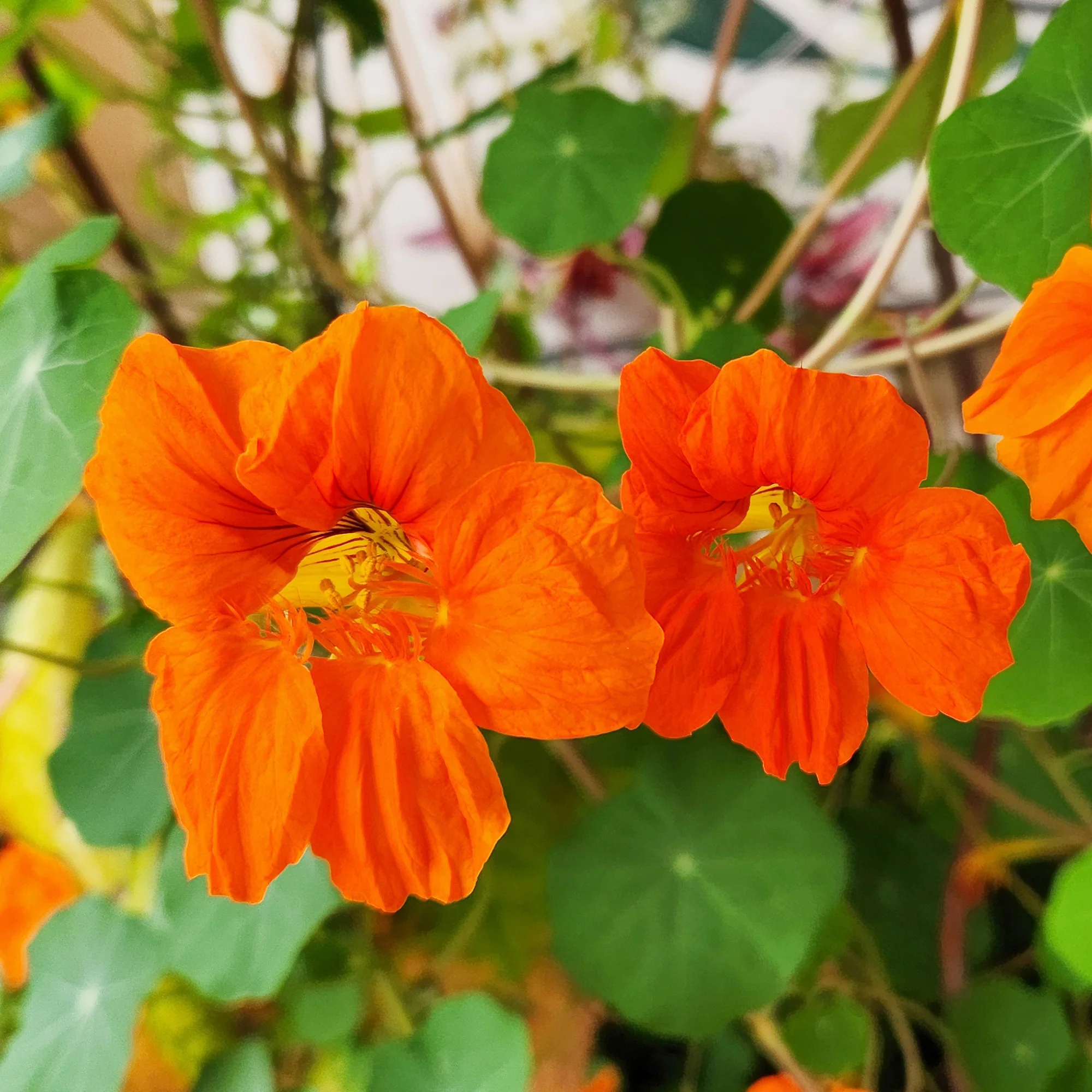 Oranje Oost-Indische kers - Image 3