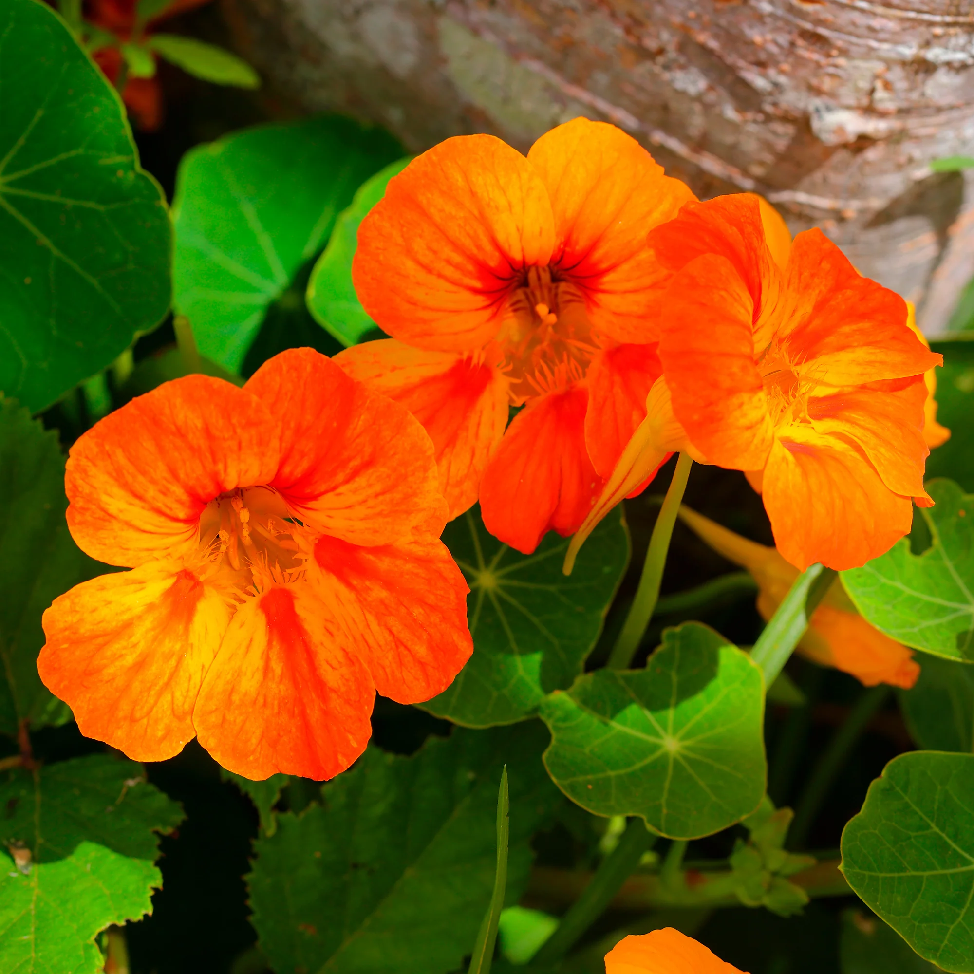 Oranje Oost-Indische kers - Image 4