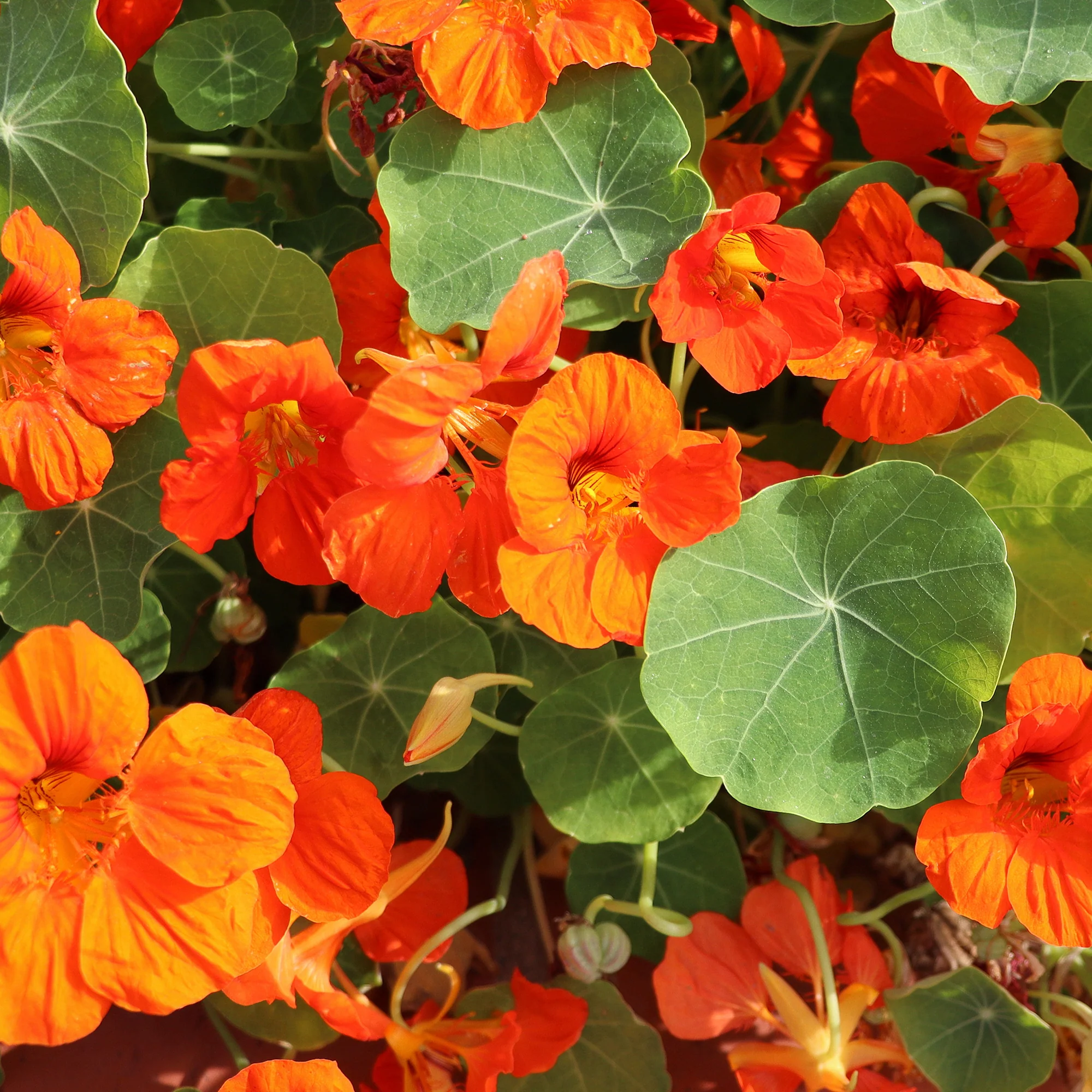Oranje Oost-Indische kers - Image 5