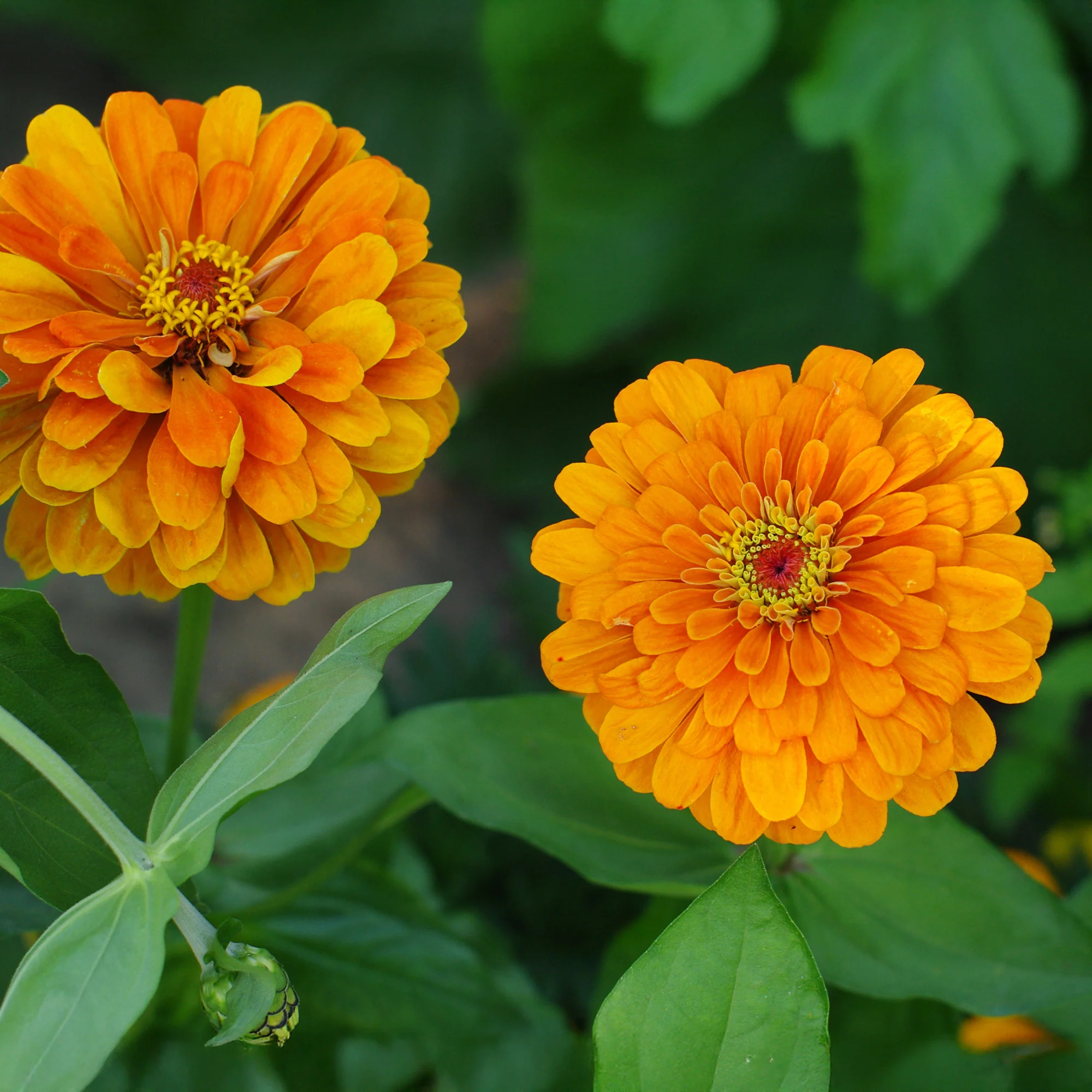 Oranje Zinnia - Image 3