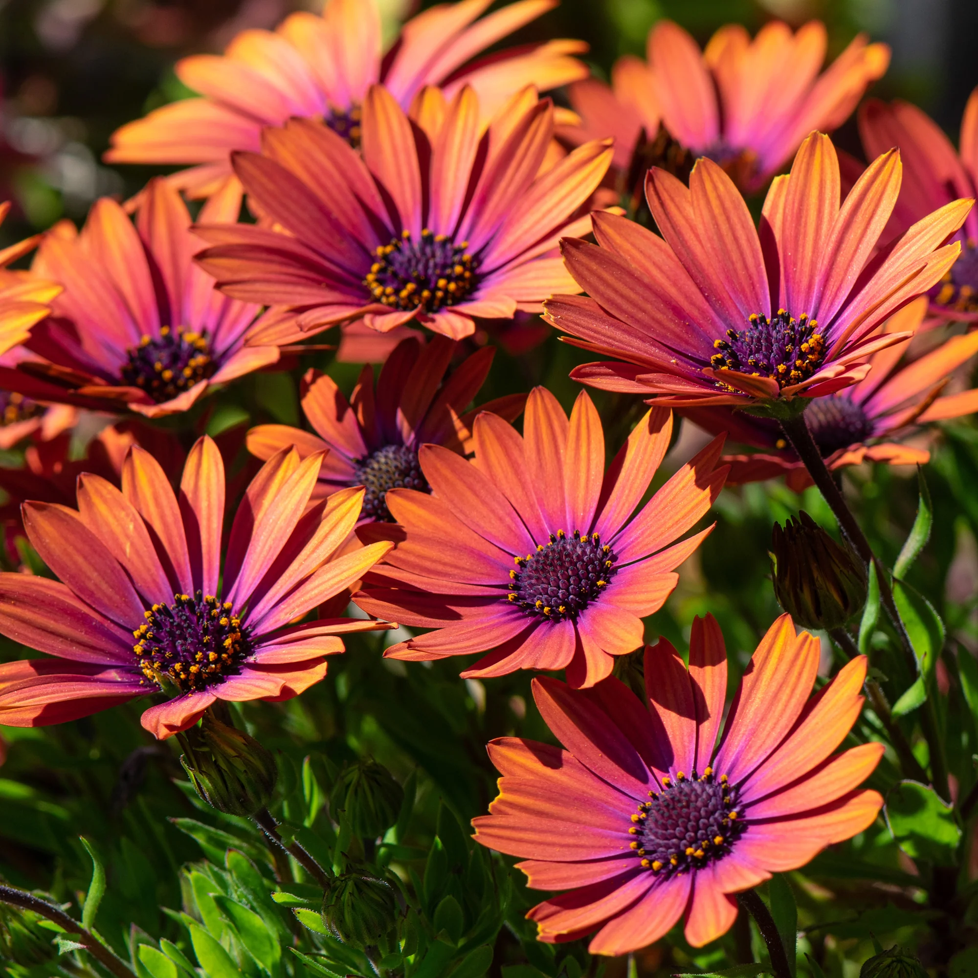 Osteospermum purple sun - Image 2