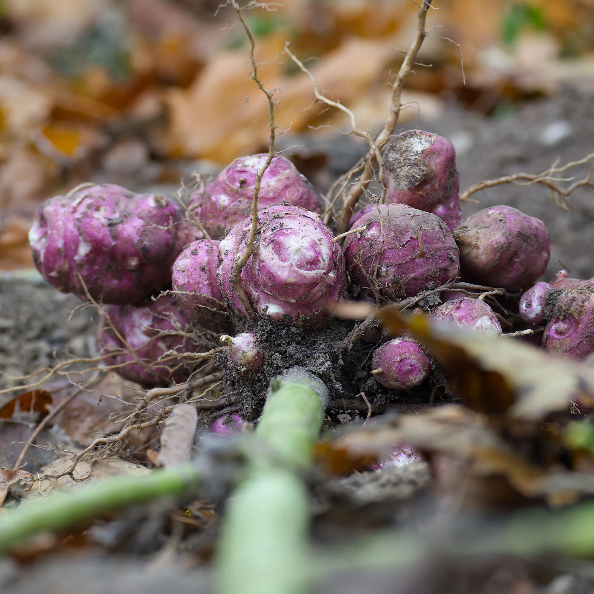 Paarse aardpeer (x5) - Image 2