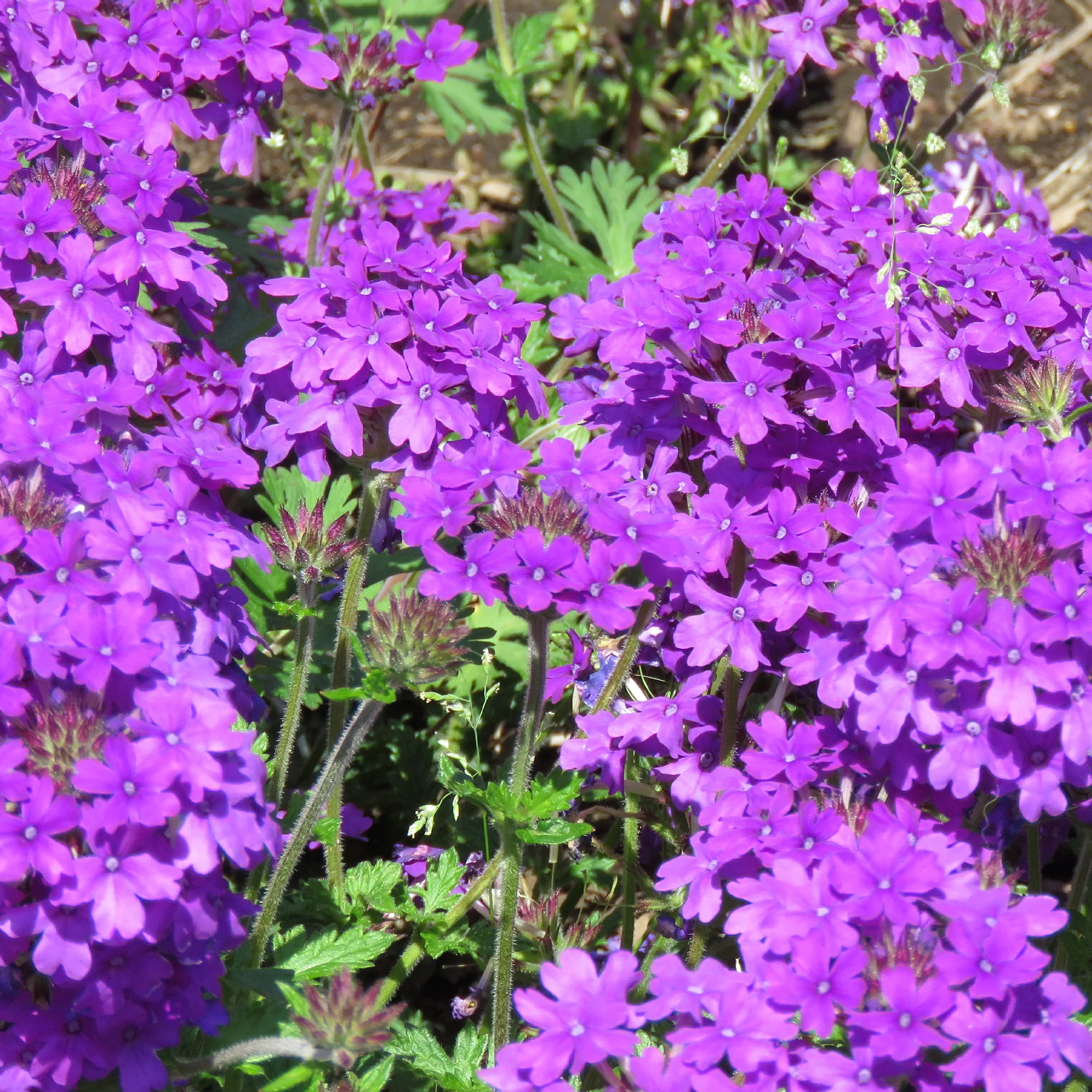 Paarse hangende verbena - Ijzerhard