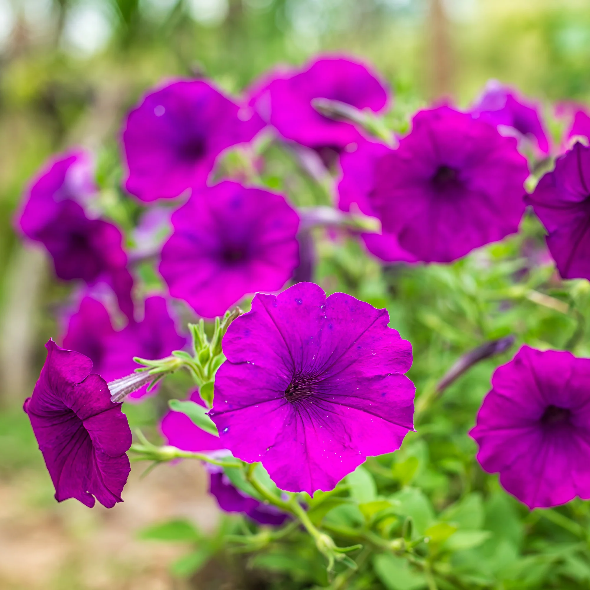 Paarse hangpetunia