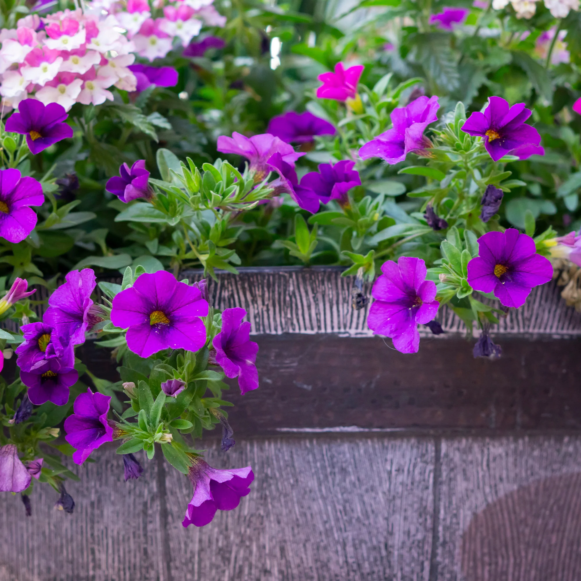 Paarse hangpetunia - Image 2