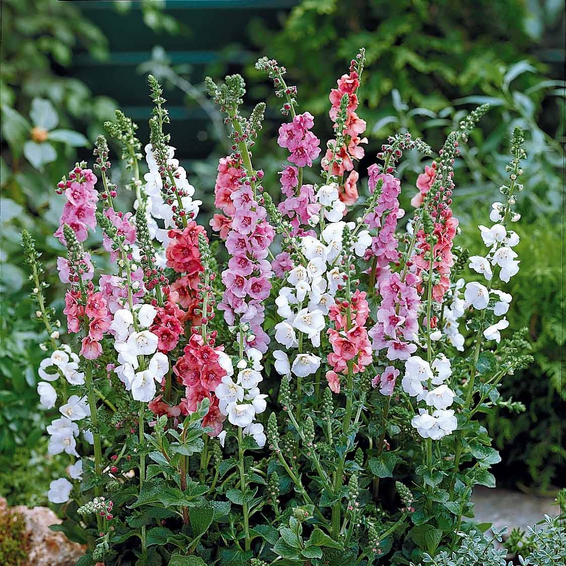 Miniatuur 1