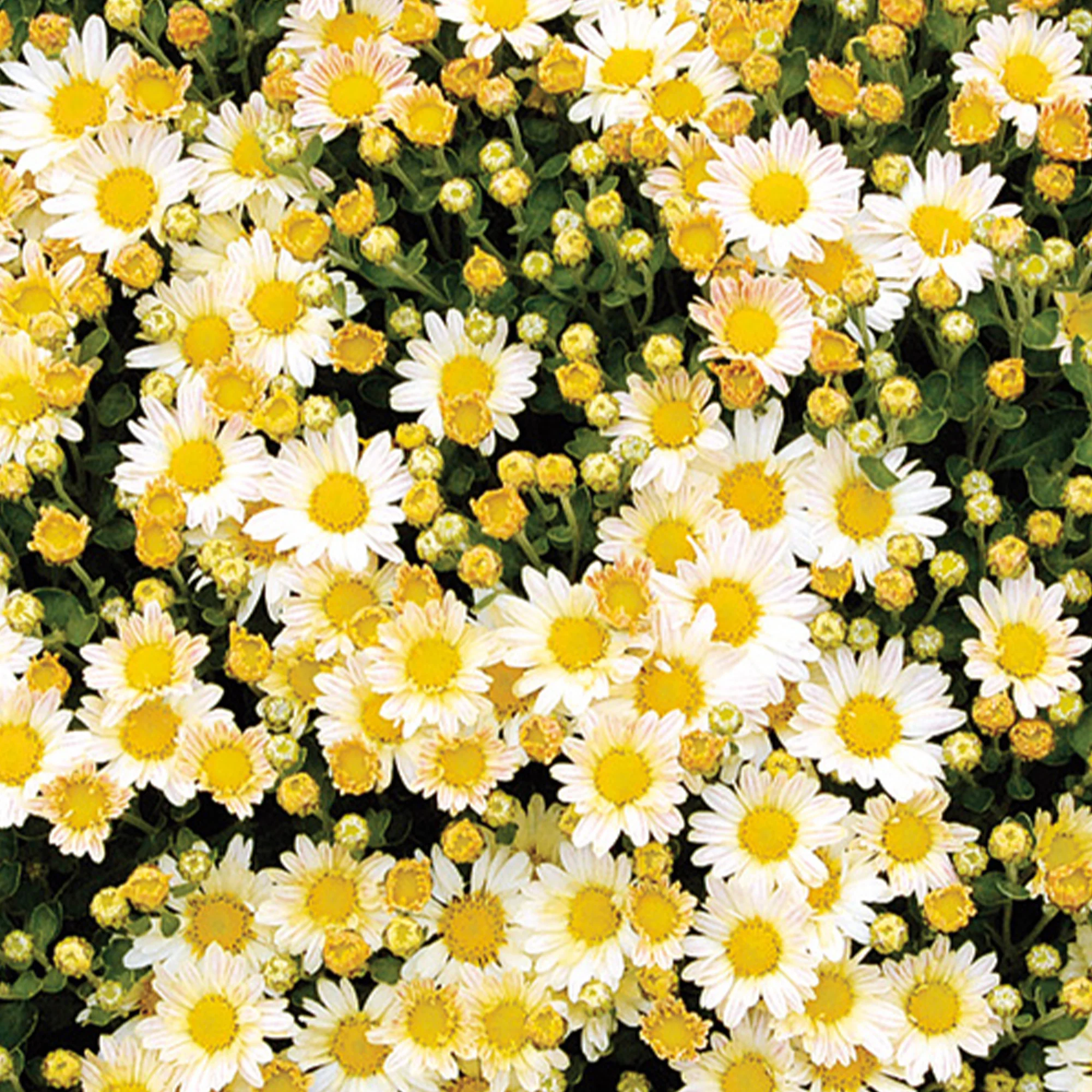 Pacifische chrysant Bengo Weiss - Image 3