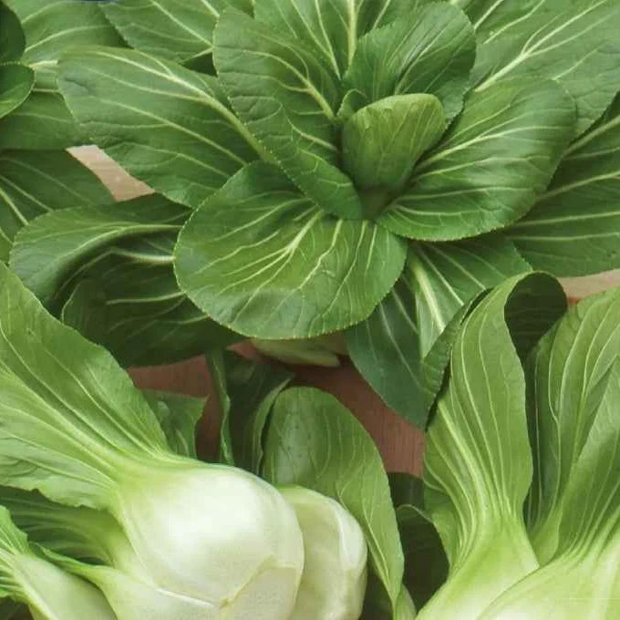 Paksoi 'Green Fortune' - Image 6
