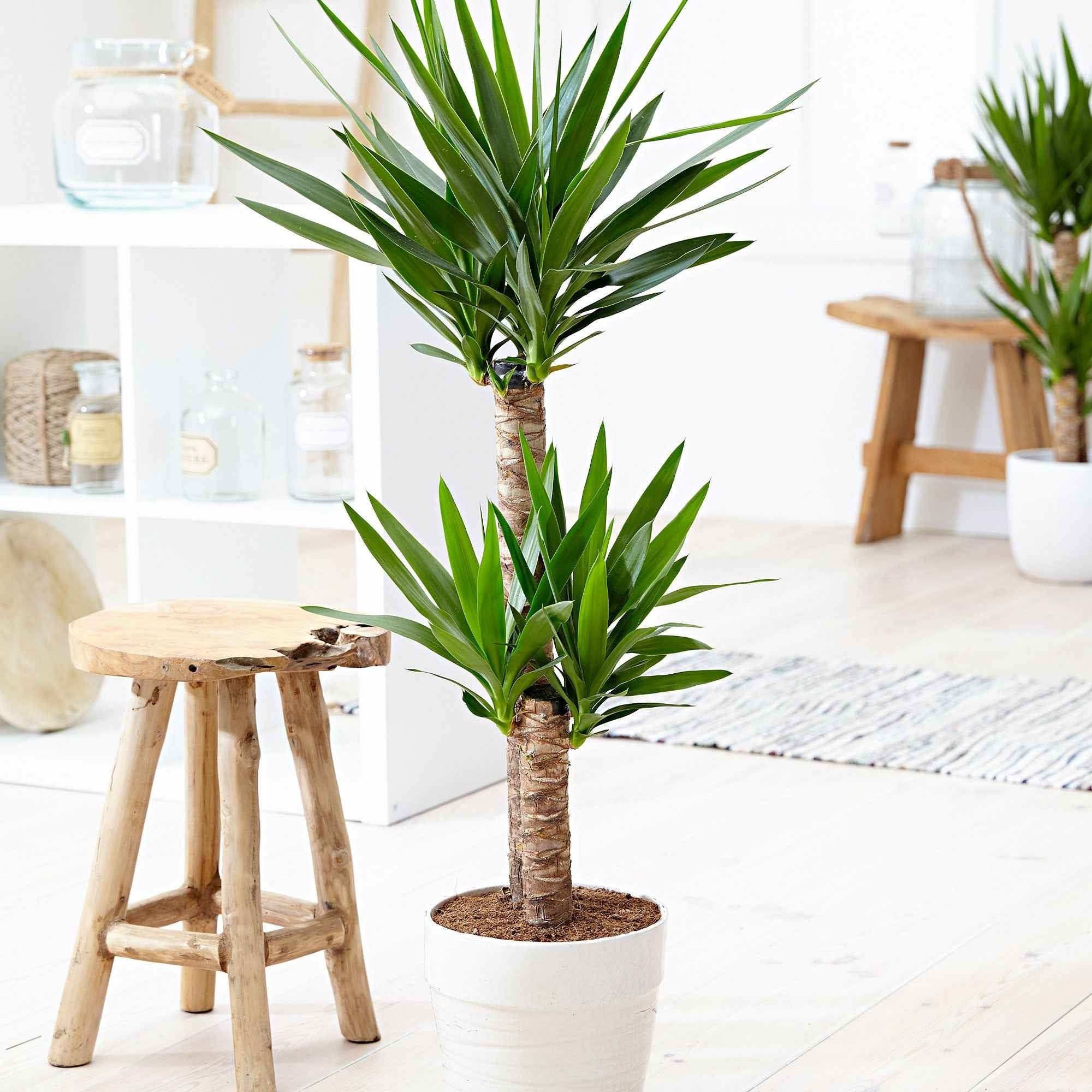 Palmlelie