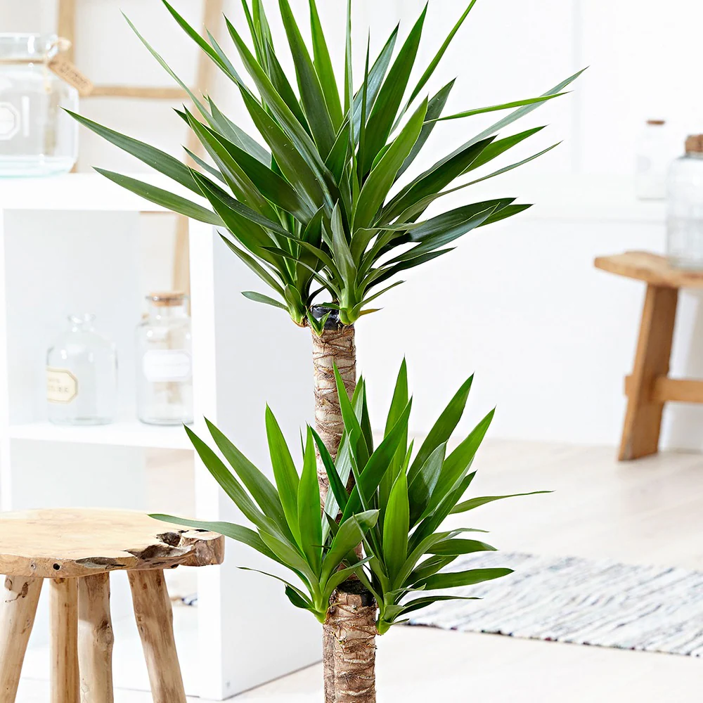 Palmlelie - Image 2