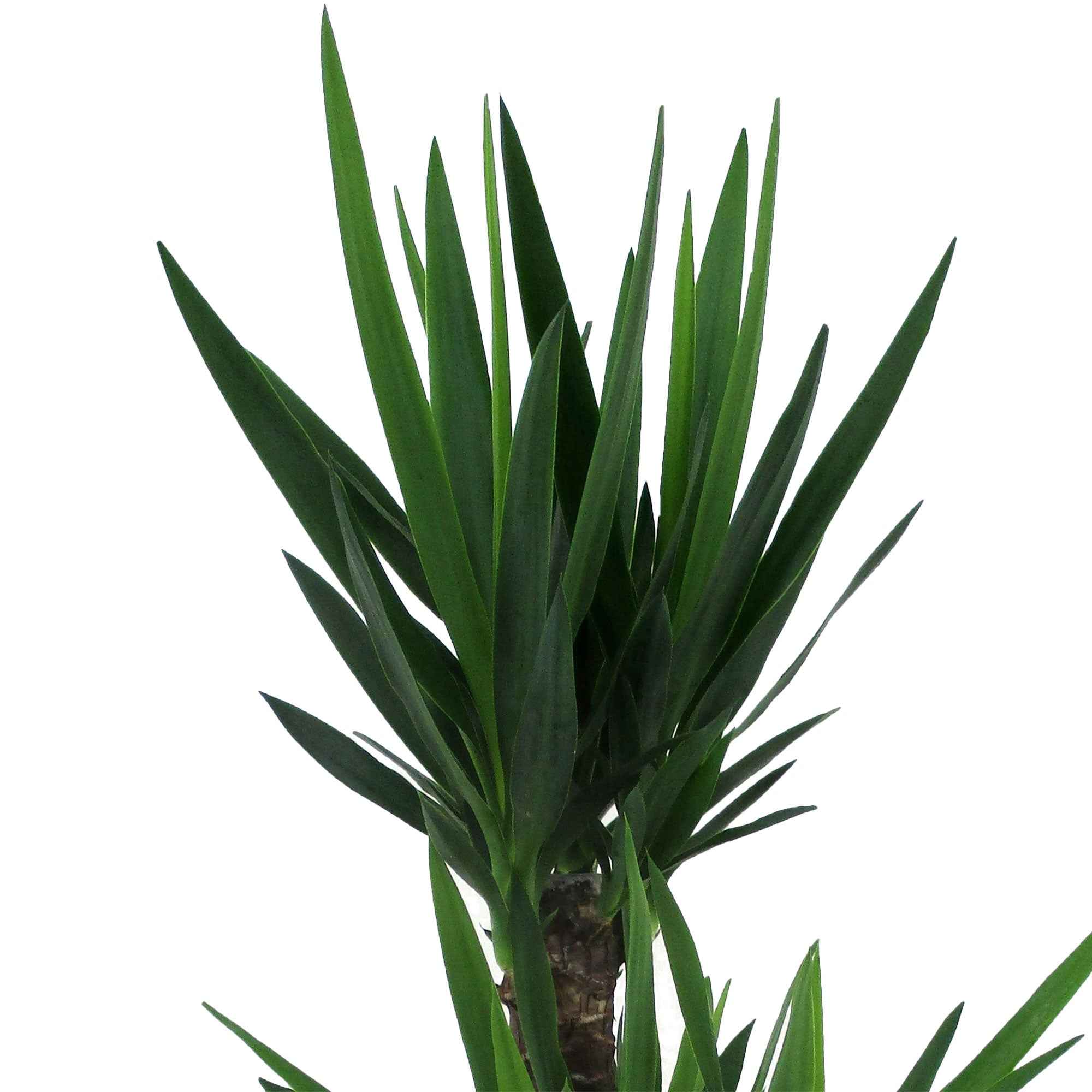Palmlelie - Image 3