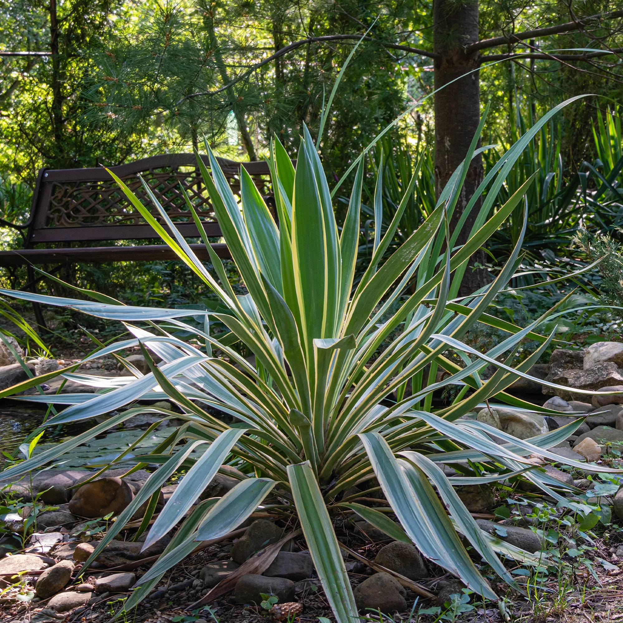 Palmlelie 'Variegata'