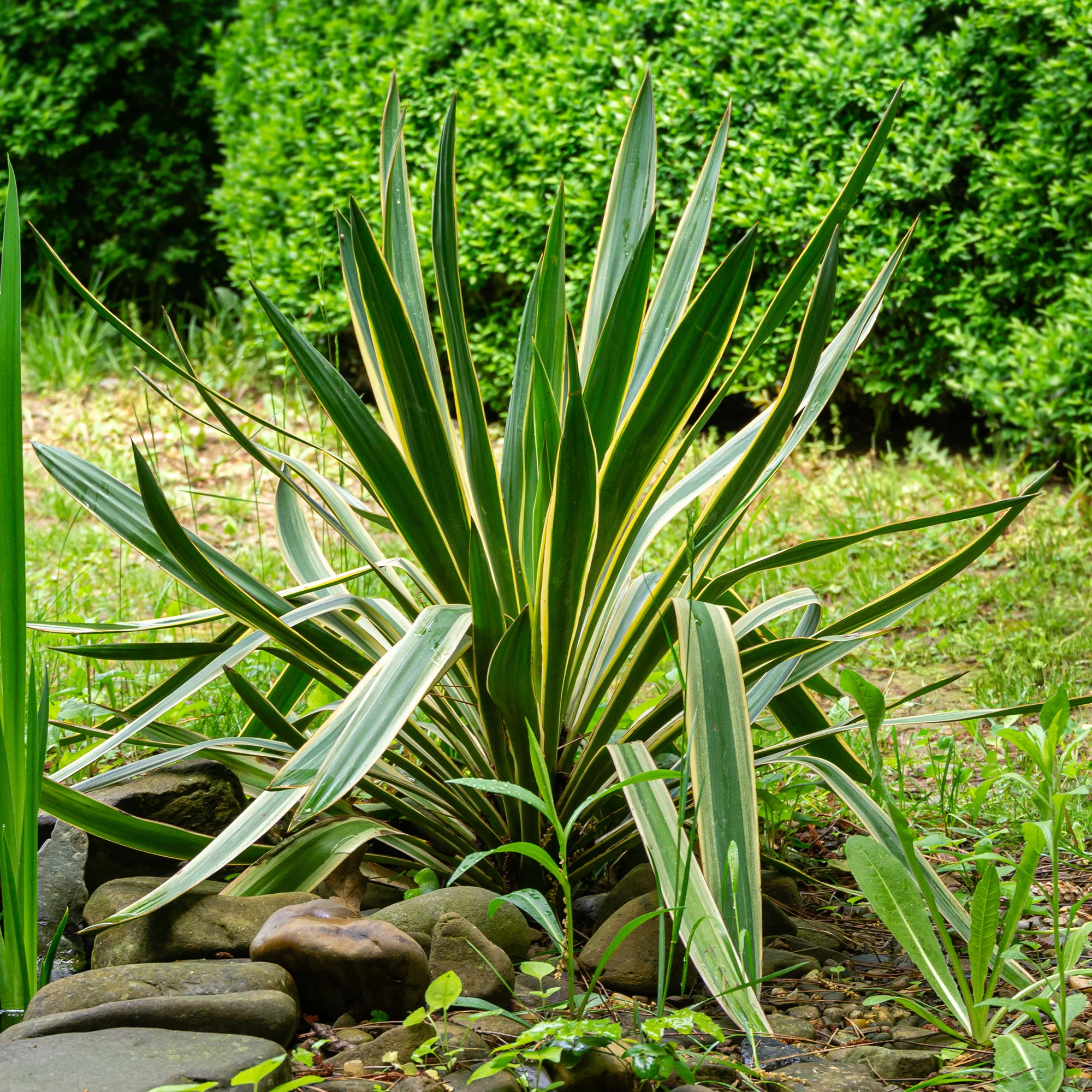 Palmlelie 'Variegata' - Image 2