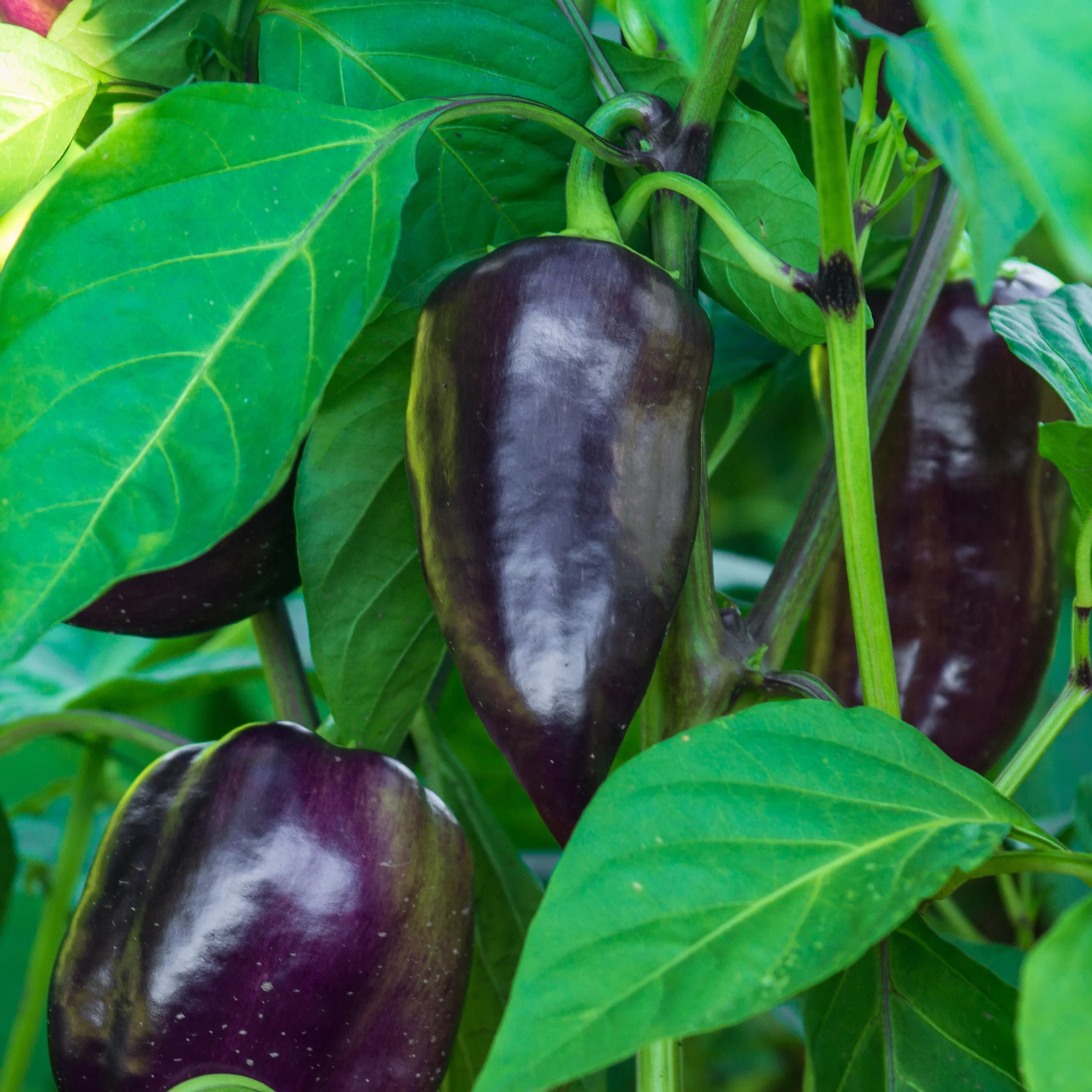 Paprika 'Bellania'