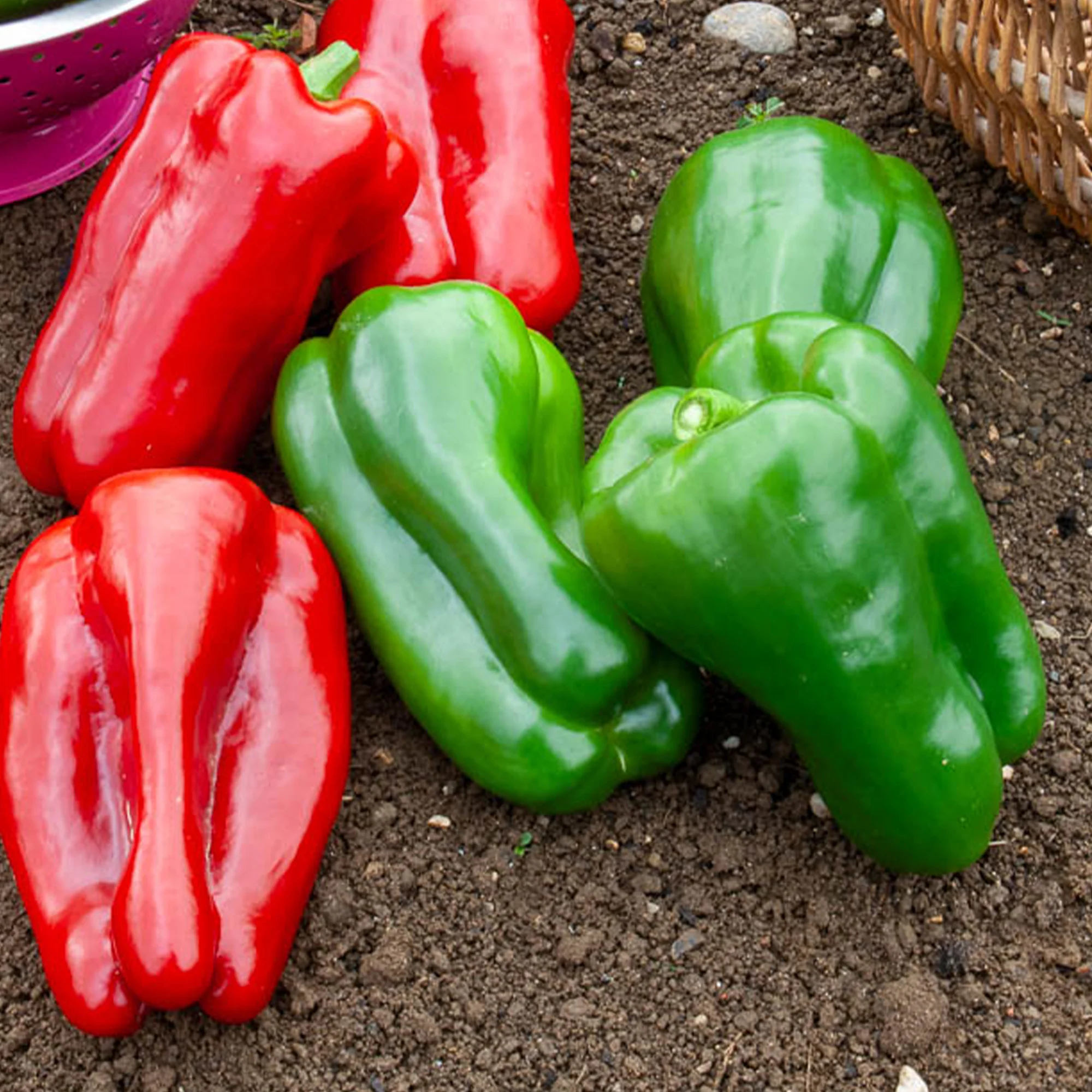 Paprika 'Lamuyo F1' - Image 2