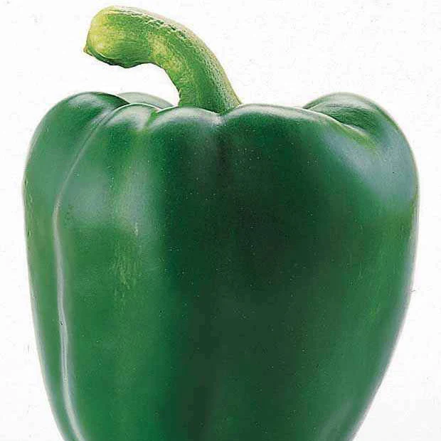 Paprika 'Lamuyo F1' - Image 4