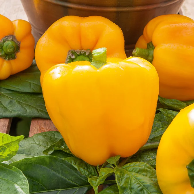 Paprika 'Yellow California Wonder' - Image 2