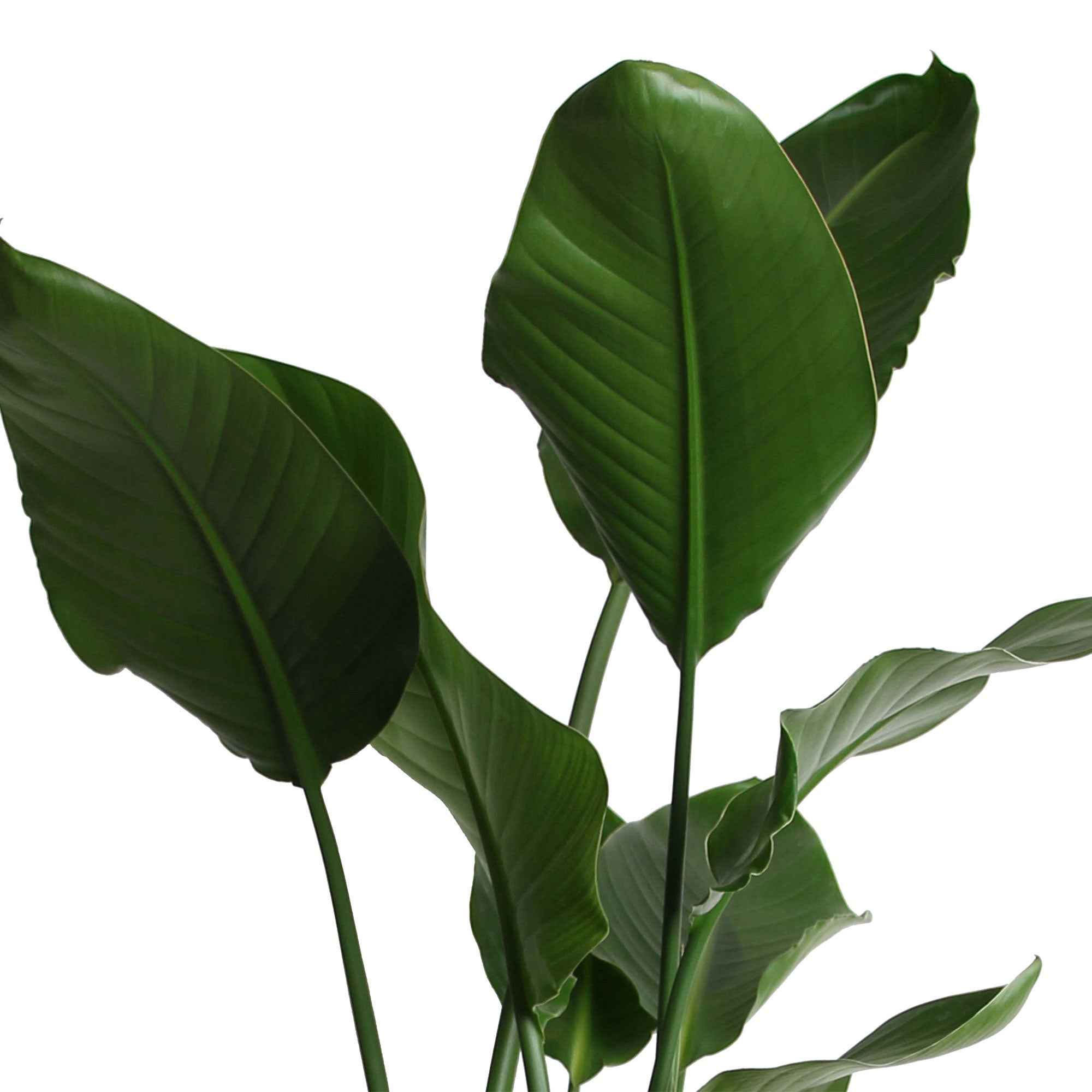Strelitzia nicolai - Image 3