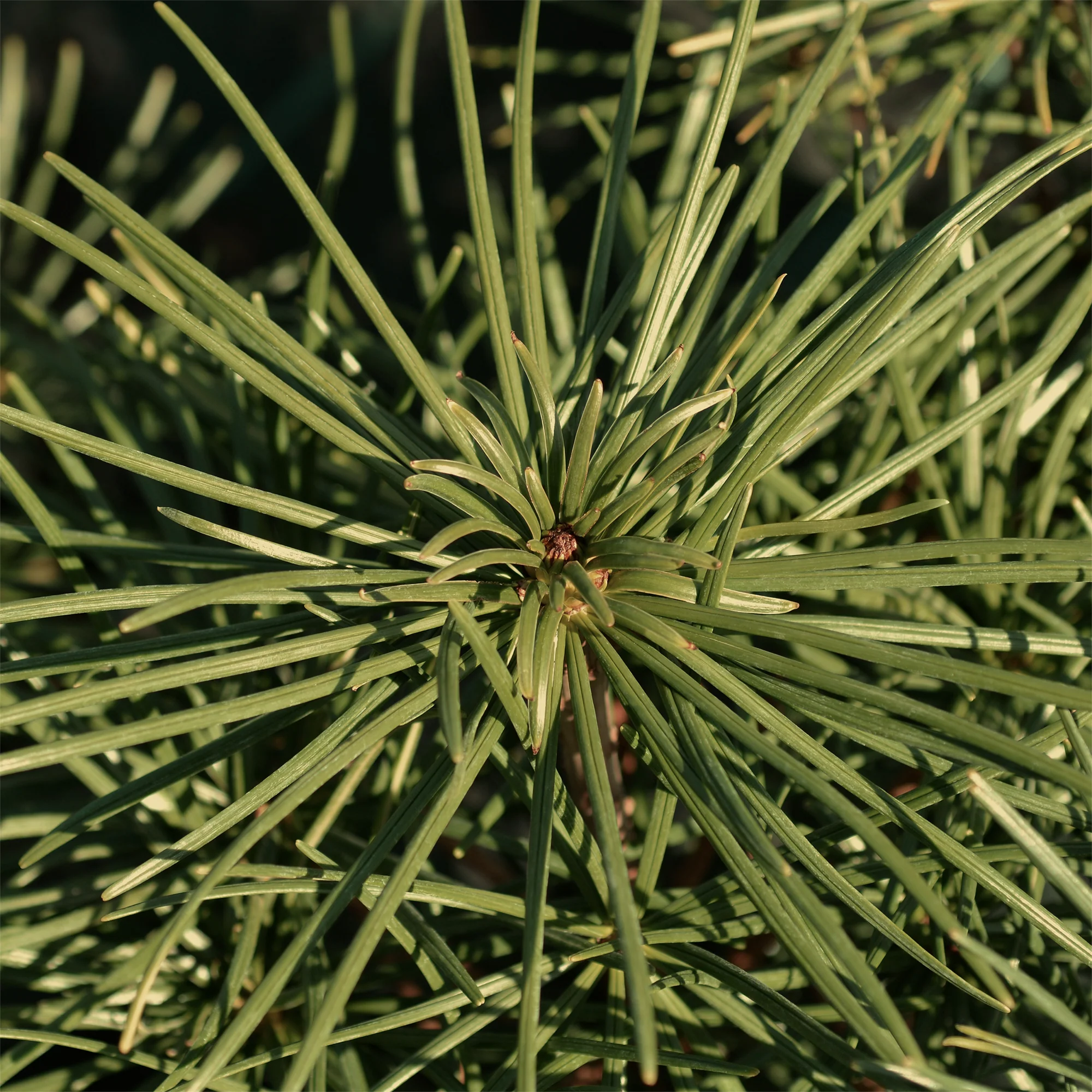 Parasolden - Image 5