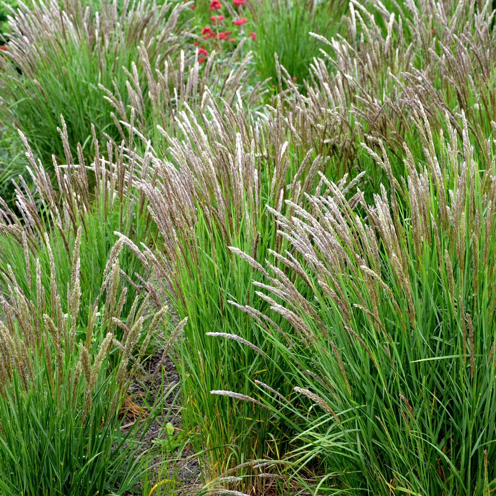 Parelgras - Image 2