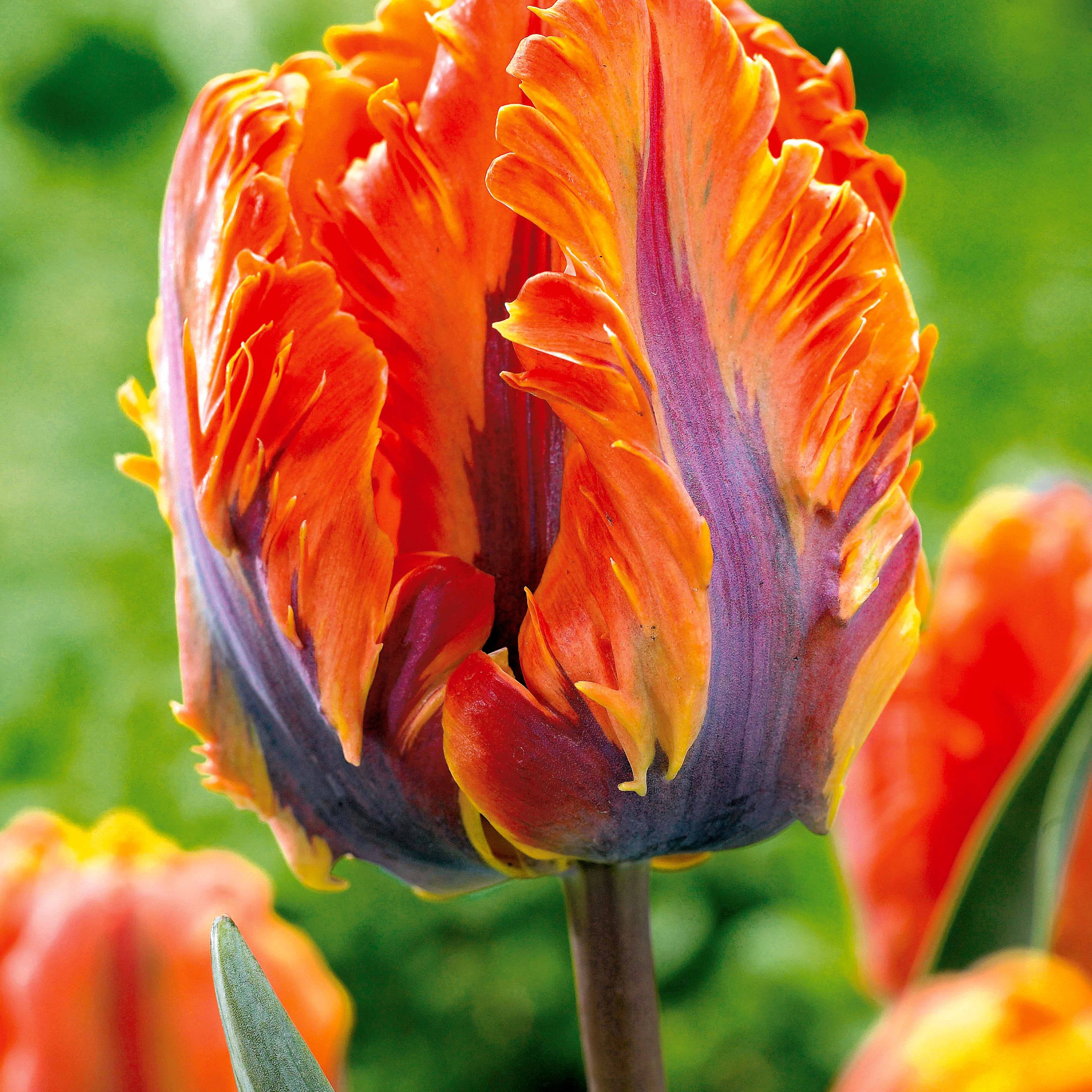 Parkiet Tulpen collectie: 'Princes Irene'  + 'Black Parrot' + 'Apricot Parrot' (x24) - Image 2