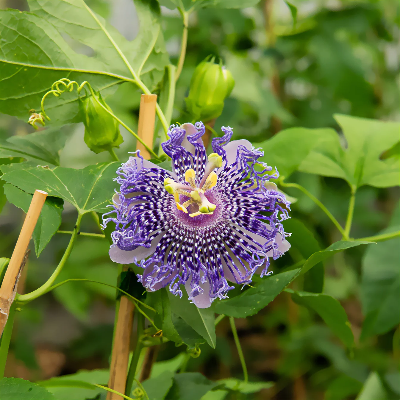 Passiebloem Fata Confetto - Image 3