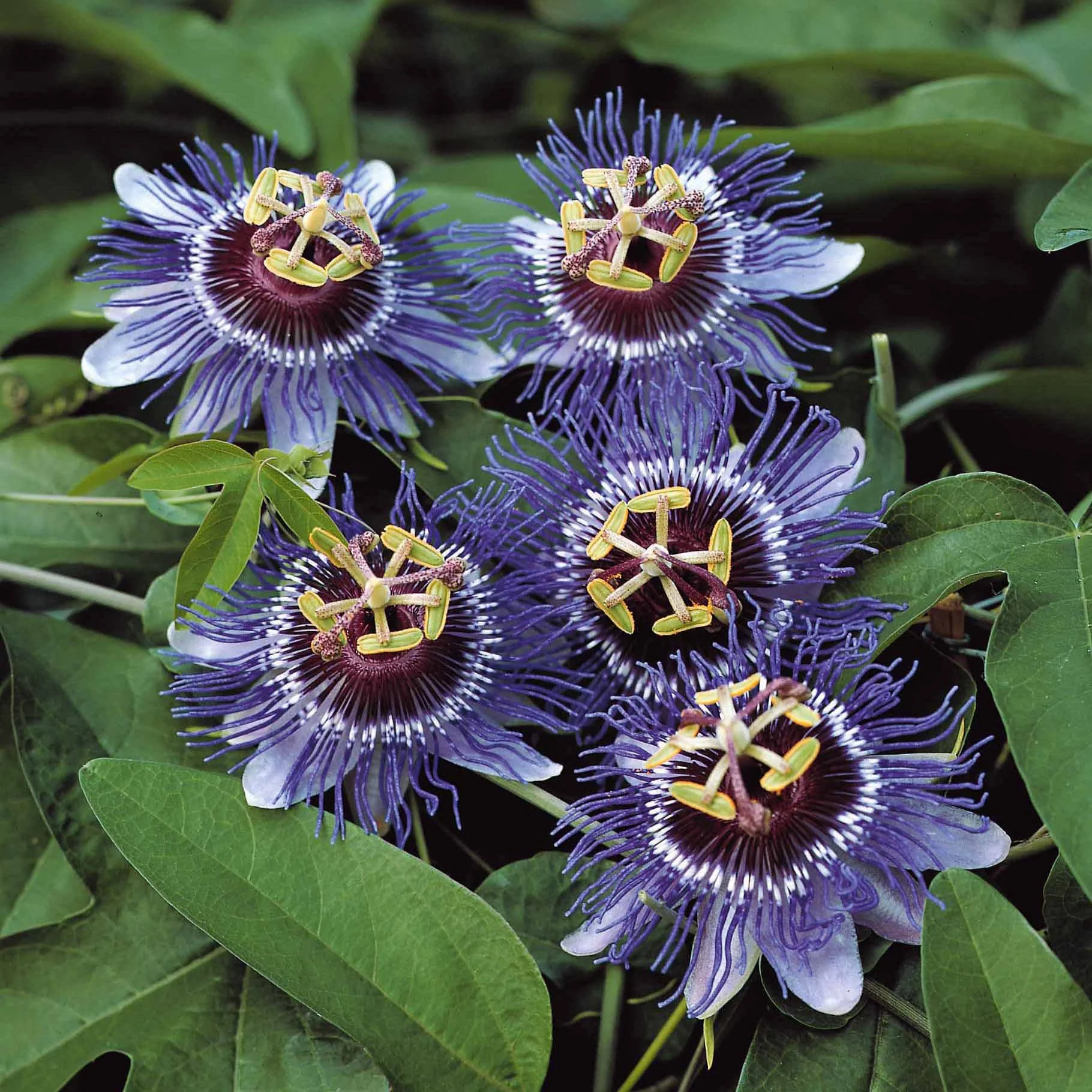 Passiebloem 'Purple Rain' - Image 4