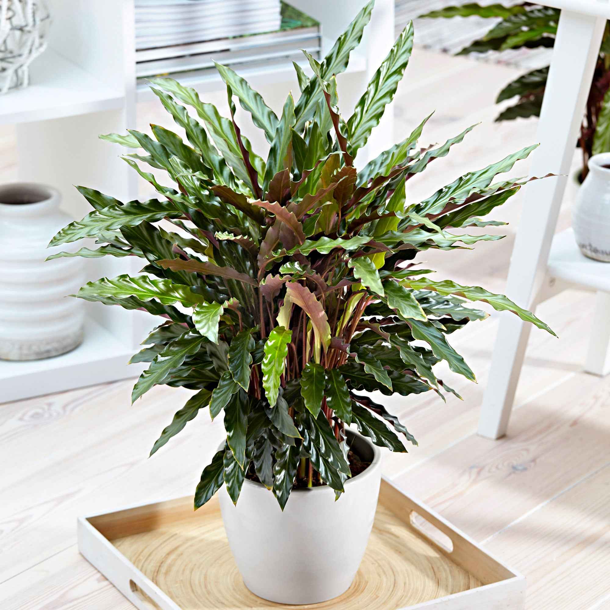 Pauwenplant 'Elger Grass'