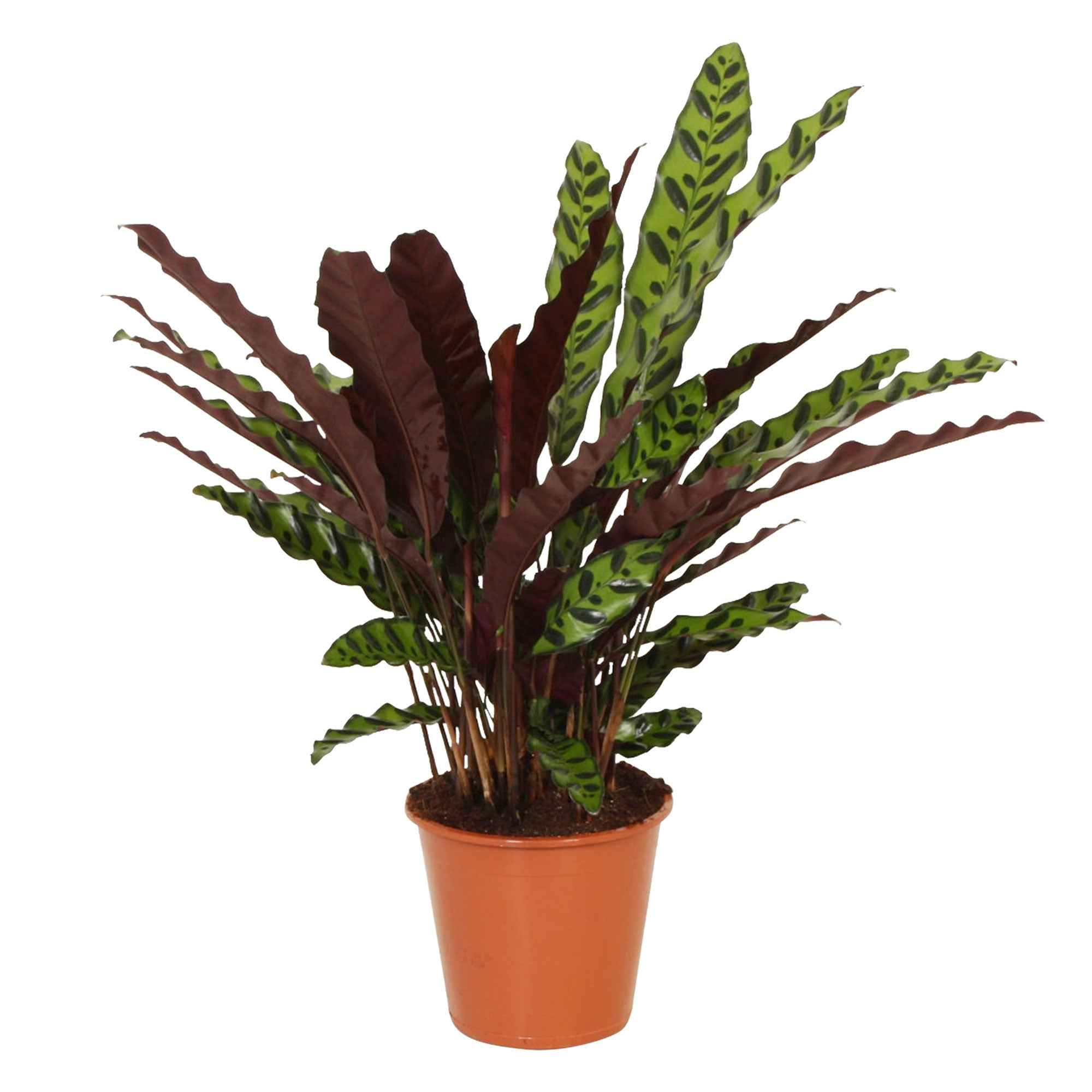 Pauwenplant 'Insigne'