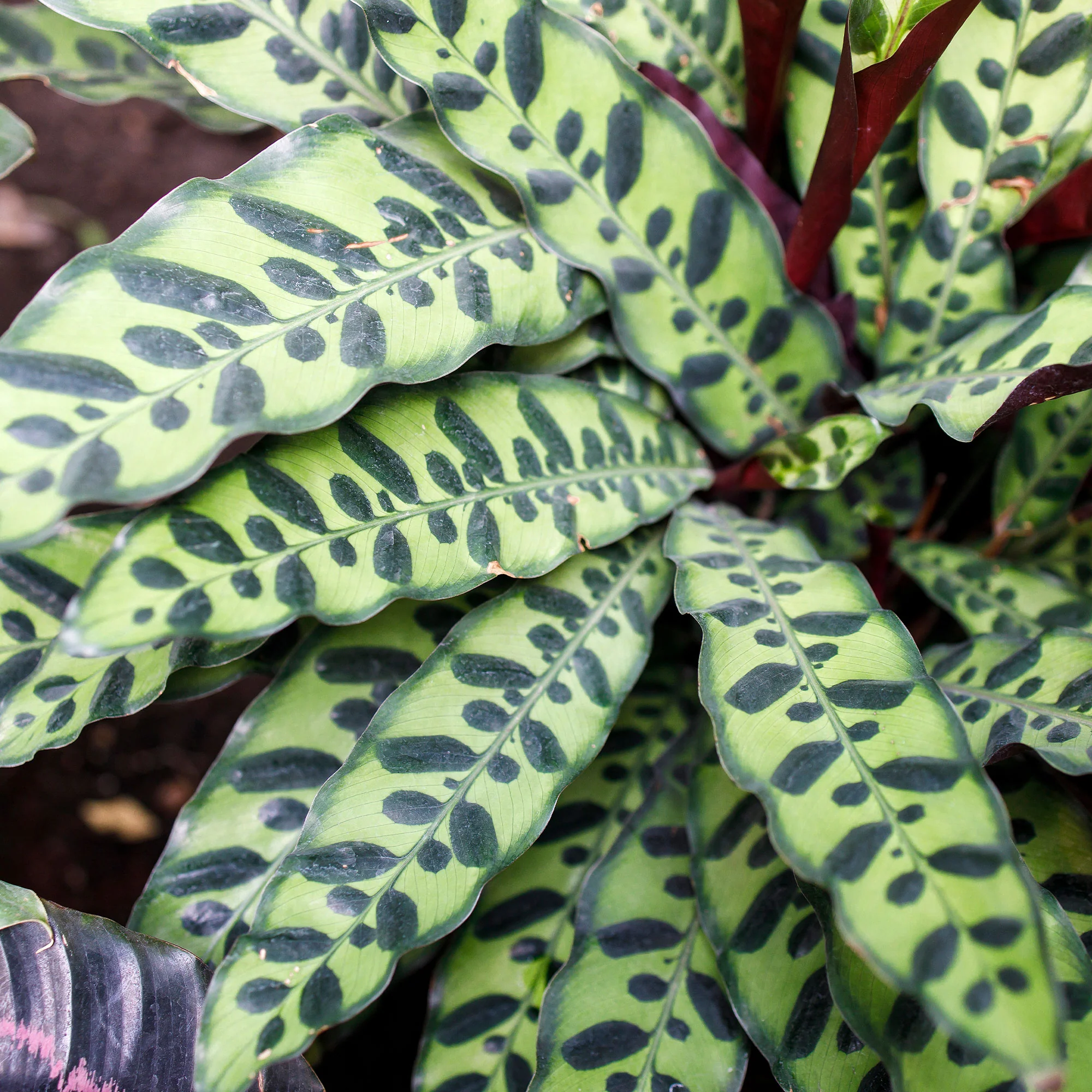 Pauwenplant 'Insigne' - Image 3
