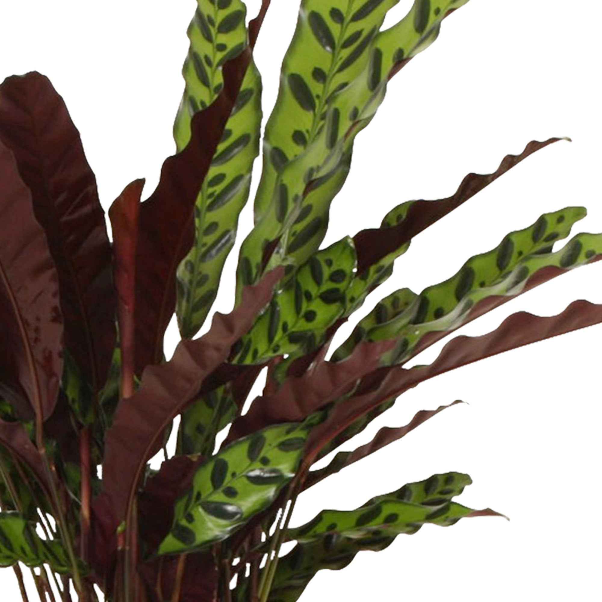 Pauwenplant 'Insigne' - Image 4