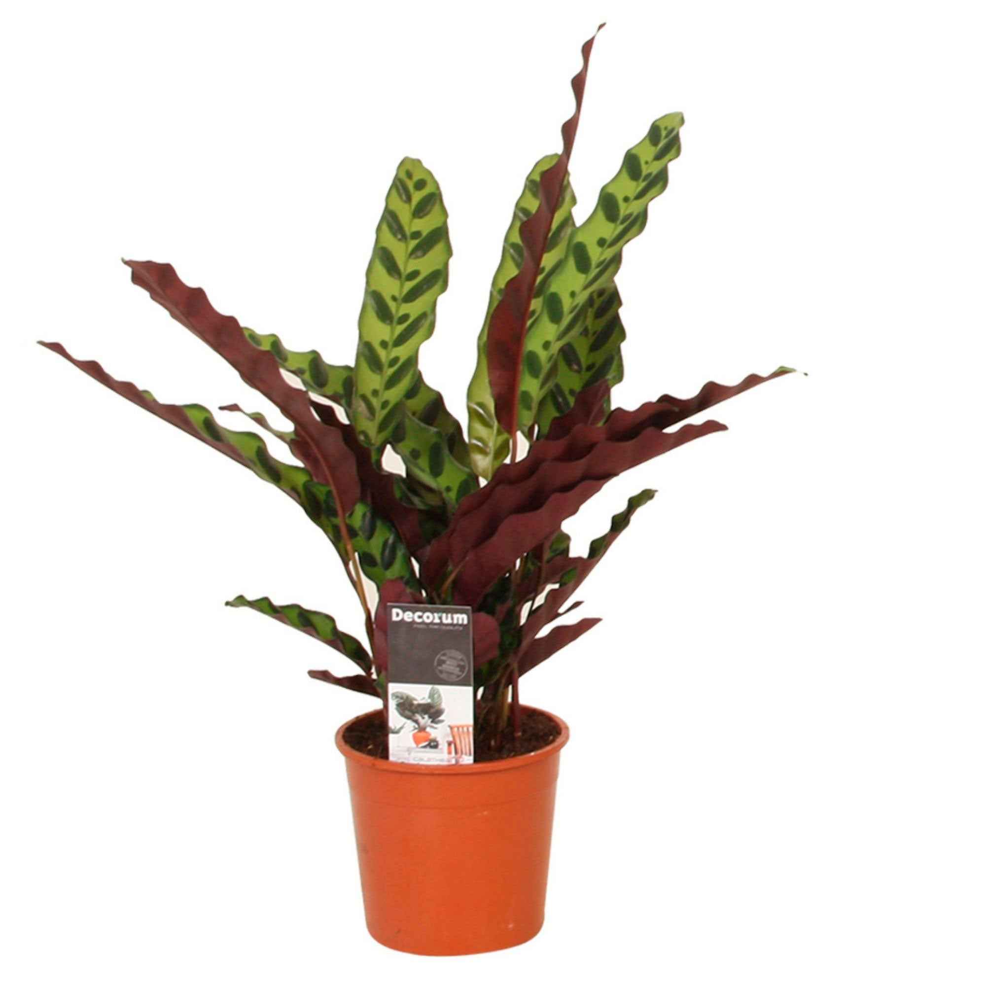 Pauwenplant 'Insigne' - Image 5