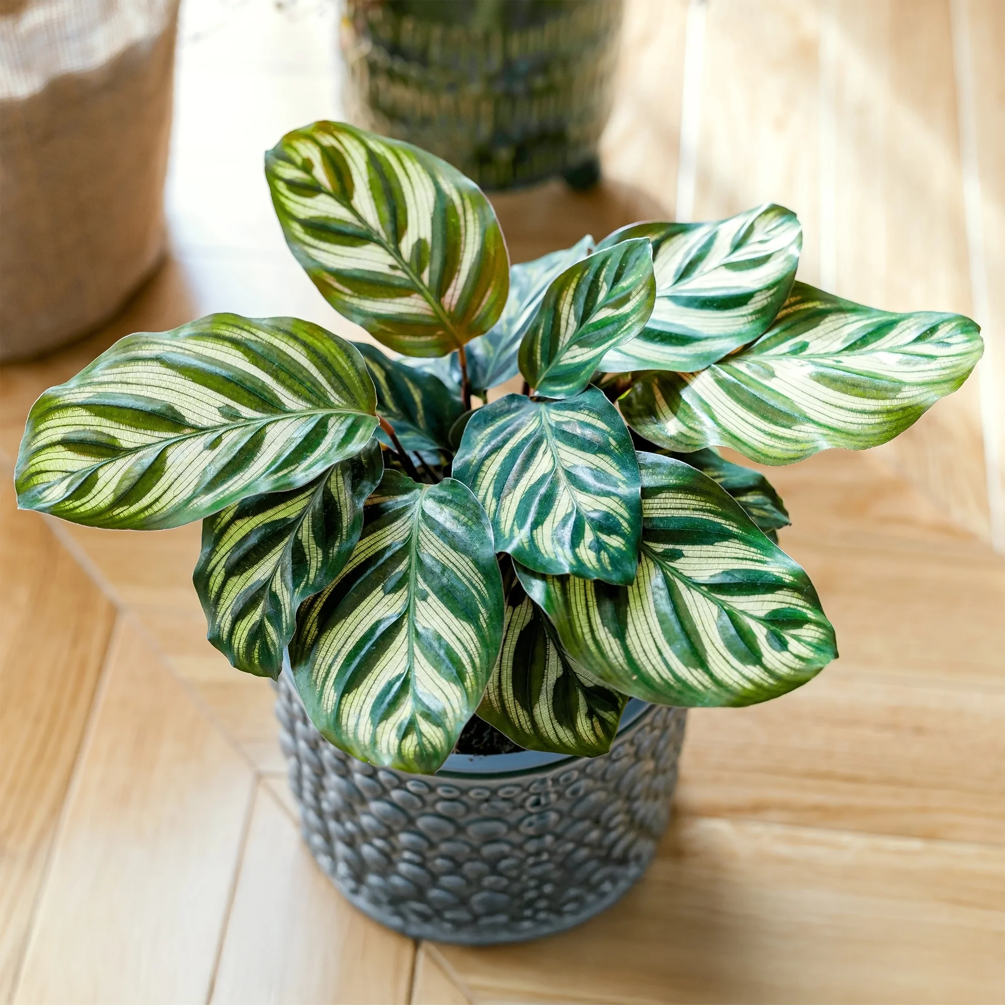 Pauwenplant 'Makoyana'