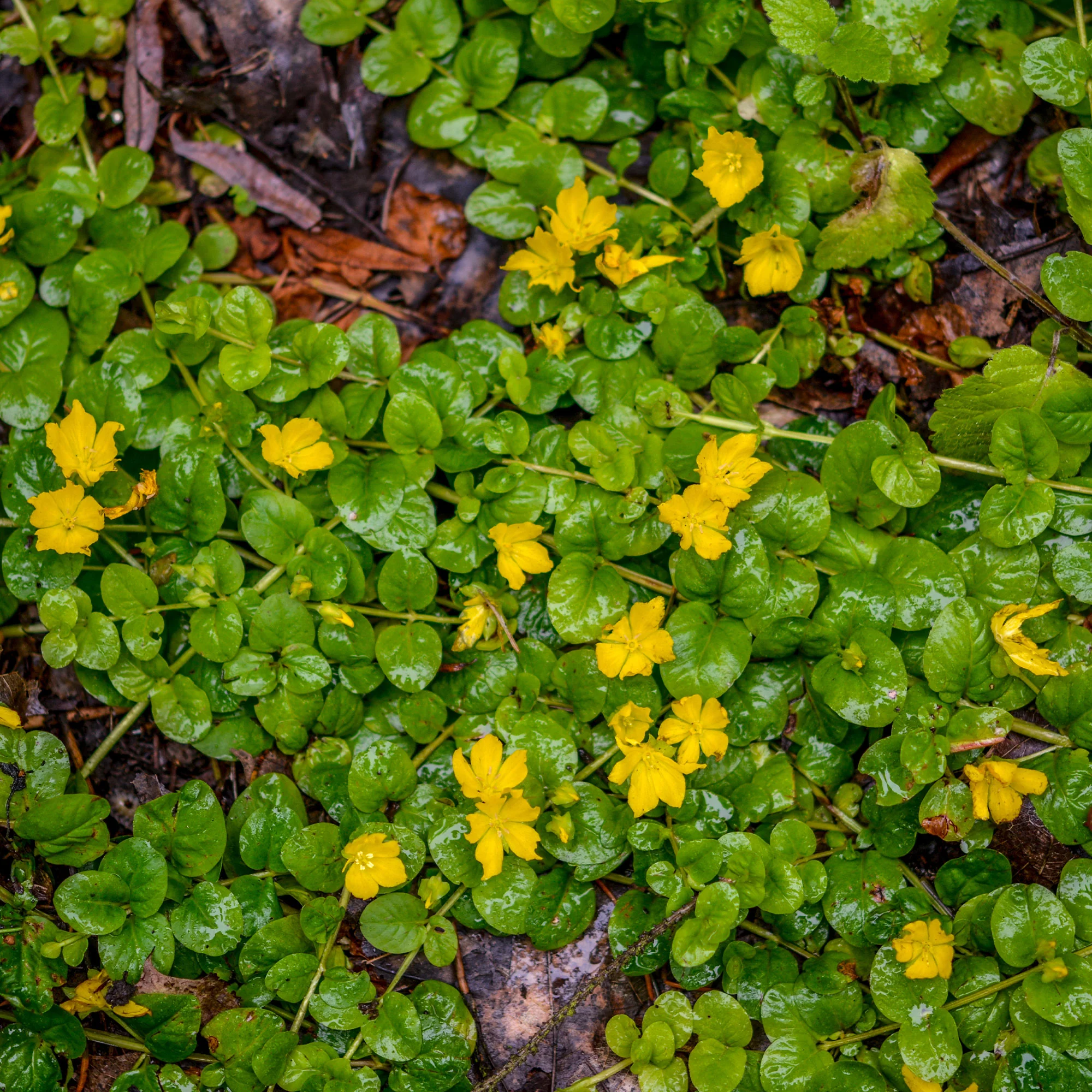 Miniatuur 2