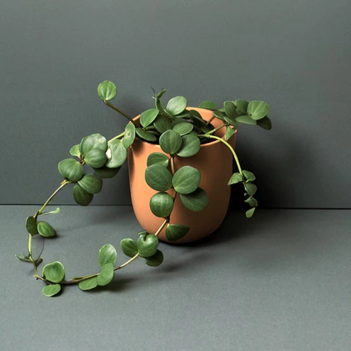 Peperomia met ronde bladeren Hope