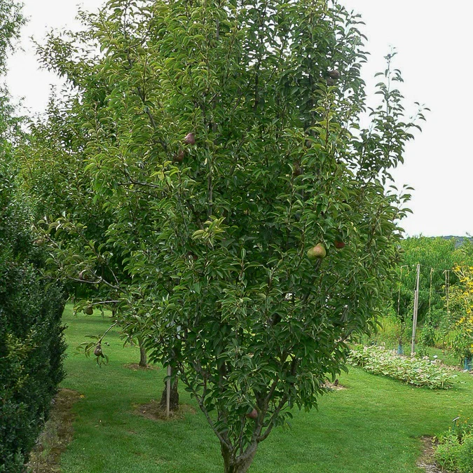 Perenboom 'Canelle'