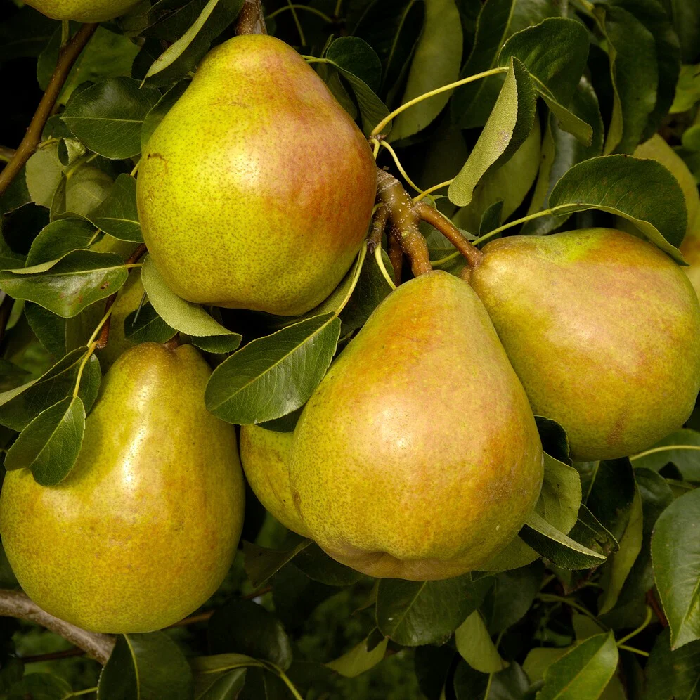 Perenboom 'Doyenné du Comice'