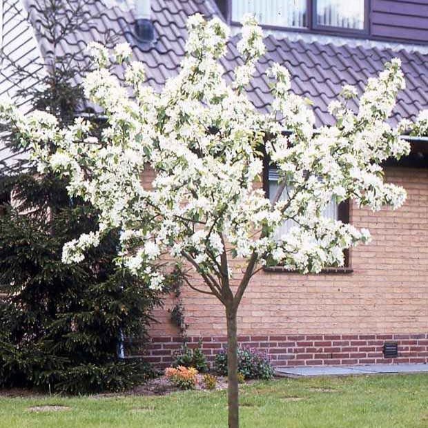 Perenboom 'Doyenné du Comice' - Image 3