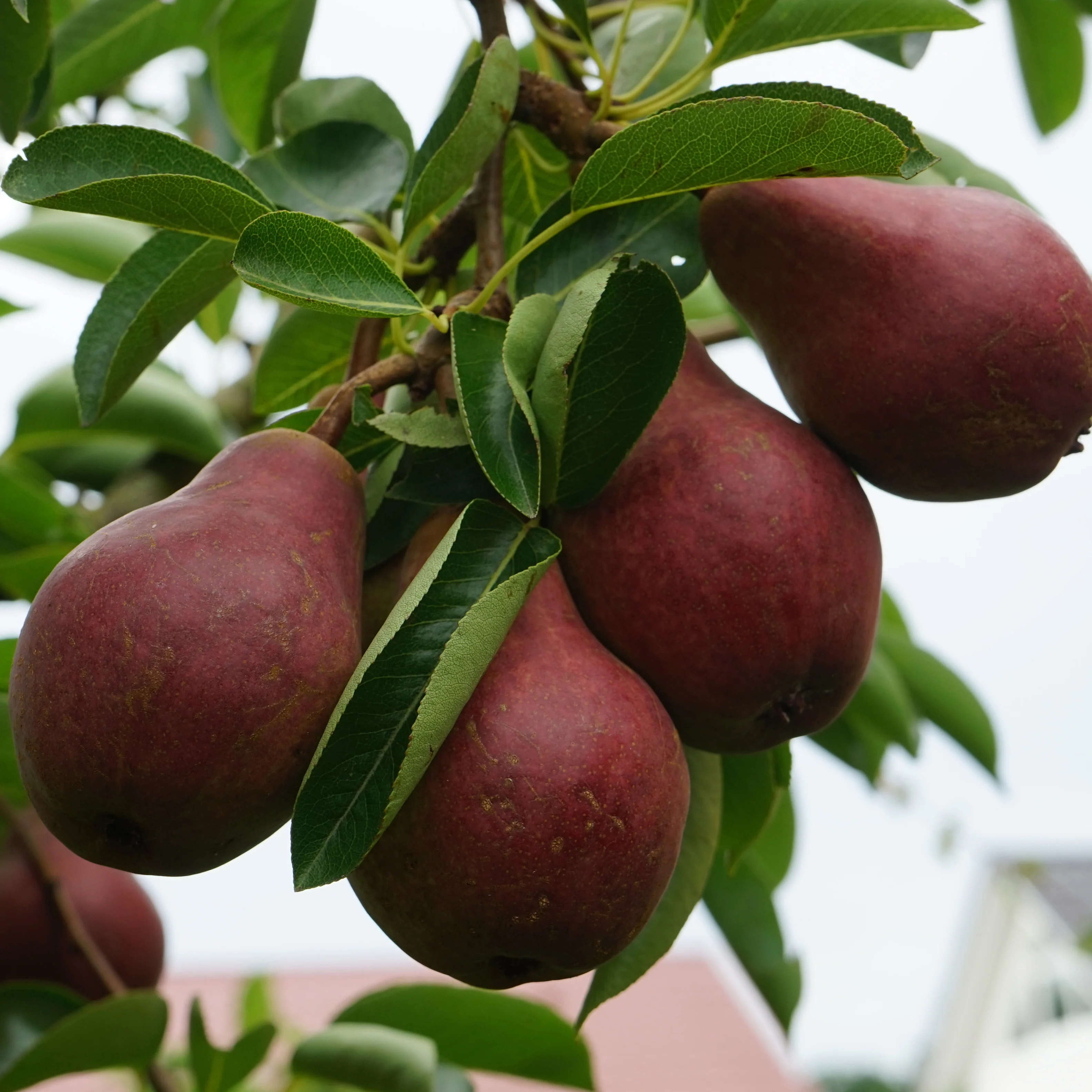 Perenboom 'William's Rouge'
