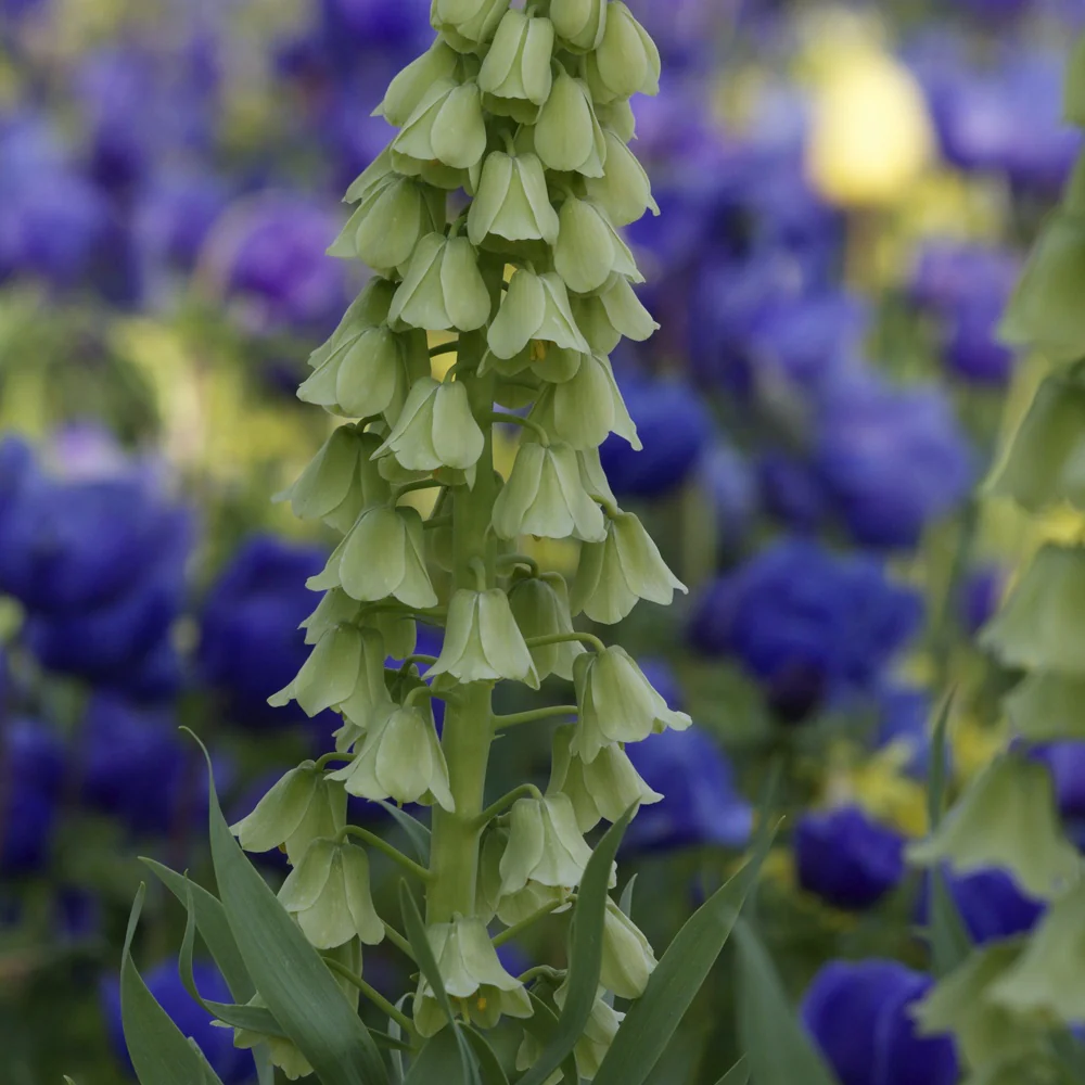 Perzische Fritillaria Ivory Bells
