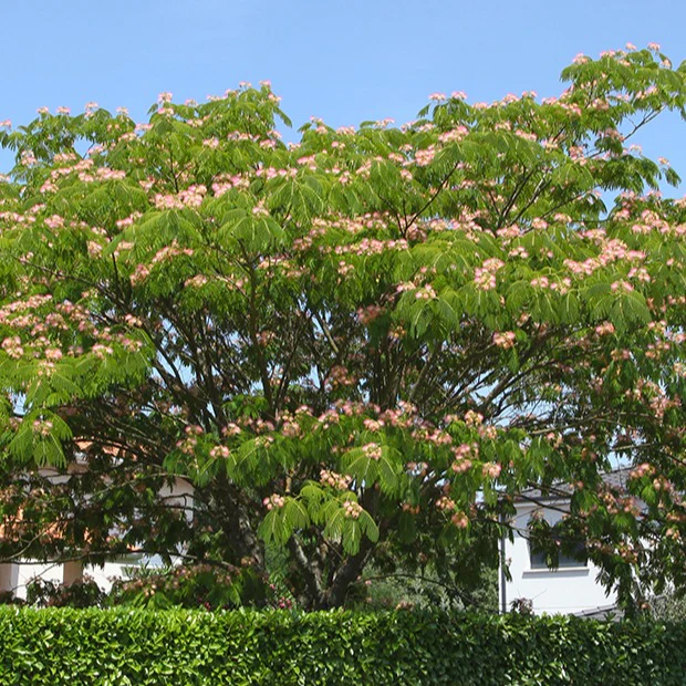 Perzische slaapboom 'Rosea' - Image 3