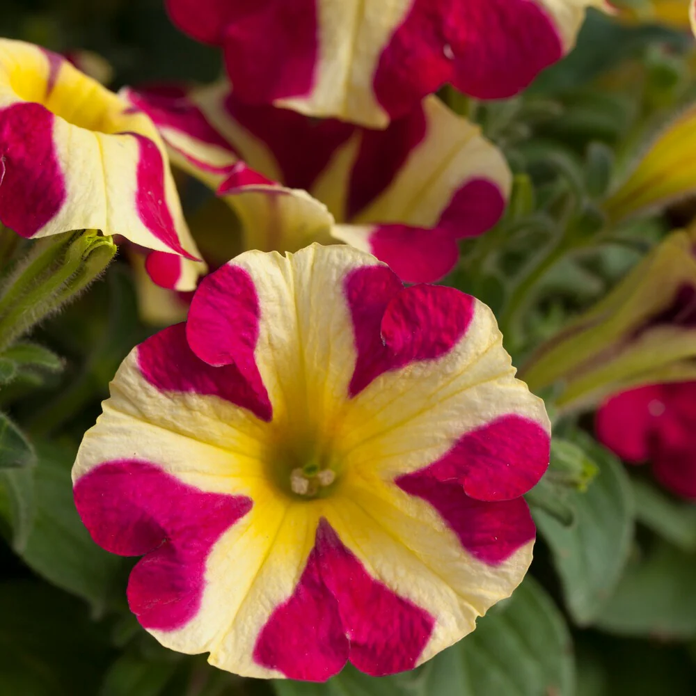 Petunia 'Amore Queen of Hearts' (x3) - Image 2